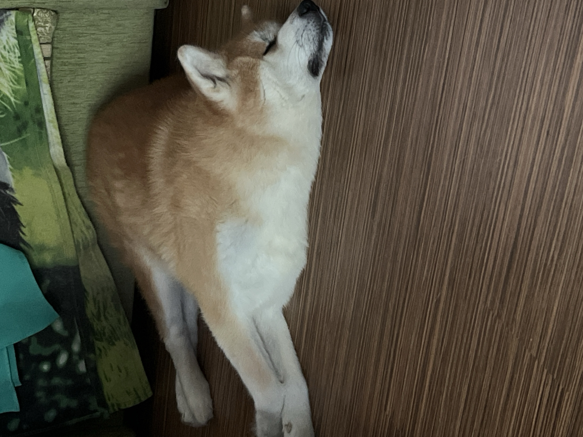 An Akita dog is sleeping stretched out on a brown wood-patterned floor. The dog is primarily tan with white markings on its chest and legs. Its eyes are closed, and its head is resting on its front paws. Behind the dog, partially visible, is a green blanket or fabric draped over something. The scene appears to be indoors, in a domestic setting.