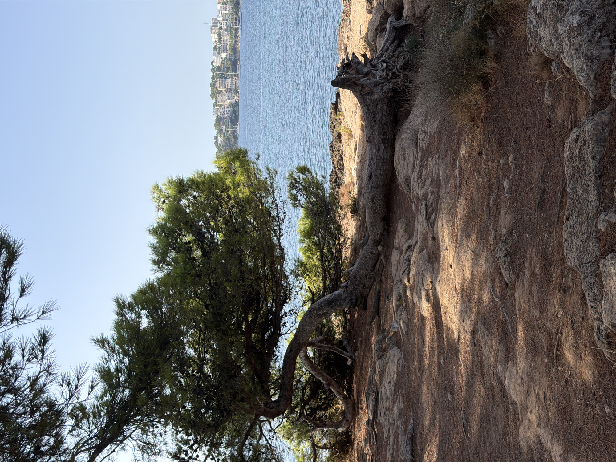 An outdoor, eye-level, full shot captures a scenic coastal view on a clear, sunny day. In the foreground, a weathered, gnarled pine tree dominates the scene, its trunk and branches dramatically curved and twisted, some lying horizontally on the rocky, pine needle-strewn ground. The tree's foliage is dense and green, casting shadows. To the right of the tree, a large, exposed tree root system is visible, partially uprooted and resting on rocks. The middle ground features the calm, blue sea, with gentle ripples on its surface. In the background, across the water, a picturesque cityscape of Palmanova, Spain, unfolds. Buildings with white and light-colored facades are nestled on a green, hilly landscape, interspersed with boats and yachts docked in the bay. The sky is a clear, pale blue, devoid of clouds. The overall impression is one of natural beauty and a tranquil seaside atmosphere.