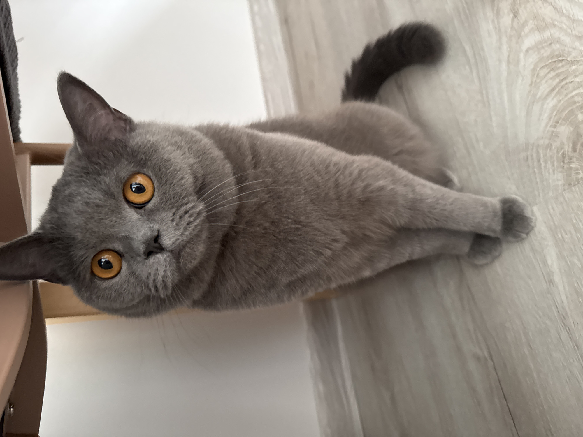 A grey British Shorthair cat with bright orange eyes is sitting on a light wood-grain floor in front of a white wall. The cat is positioned under a piece of furniture with wooden legs and a brown upholstered surface. The cat is looking directly at the camera with its ears perked. The environment suggests an indoor setting, possibly a home. There are no people or any other identifiable objects present in the scene. The lighting is bright and even, indicating daytime or well-lit interior conditions. The scene is clean and uncluttered. There is no information available to specify the location within the city of Zielona Góra, Poland.