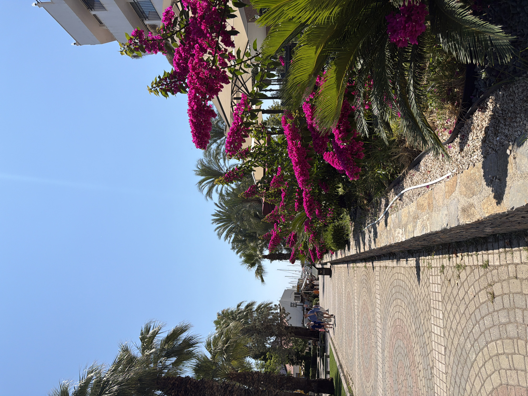 A paved walkway lined with palm trees and vibrant pink bougainvillea flowers leads towards a harbor with sailboats visible in the distance. On the left side of the walkway, several people are strolling. To the right, the bougainvillea blooms cascade over a stone wall. A white building with balconies is partially visible behind the flowers. The scene is bathed in bright sunlight under a clear blue sky, suggesting a warm day in the city of Kemer, Turkey.