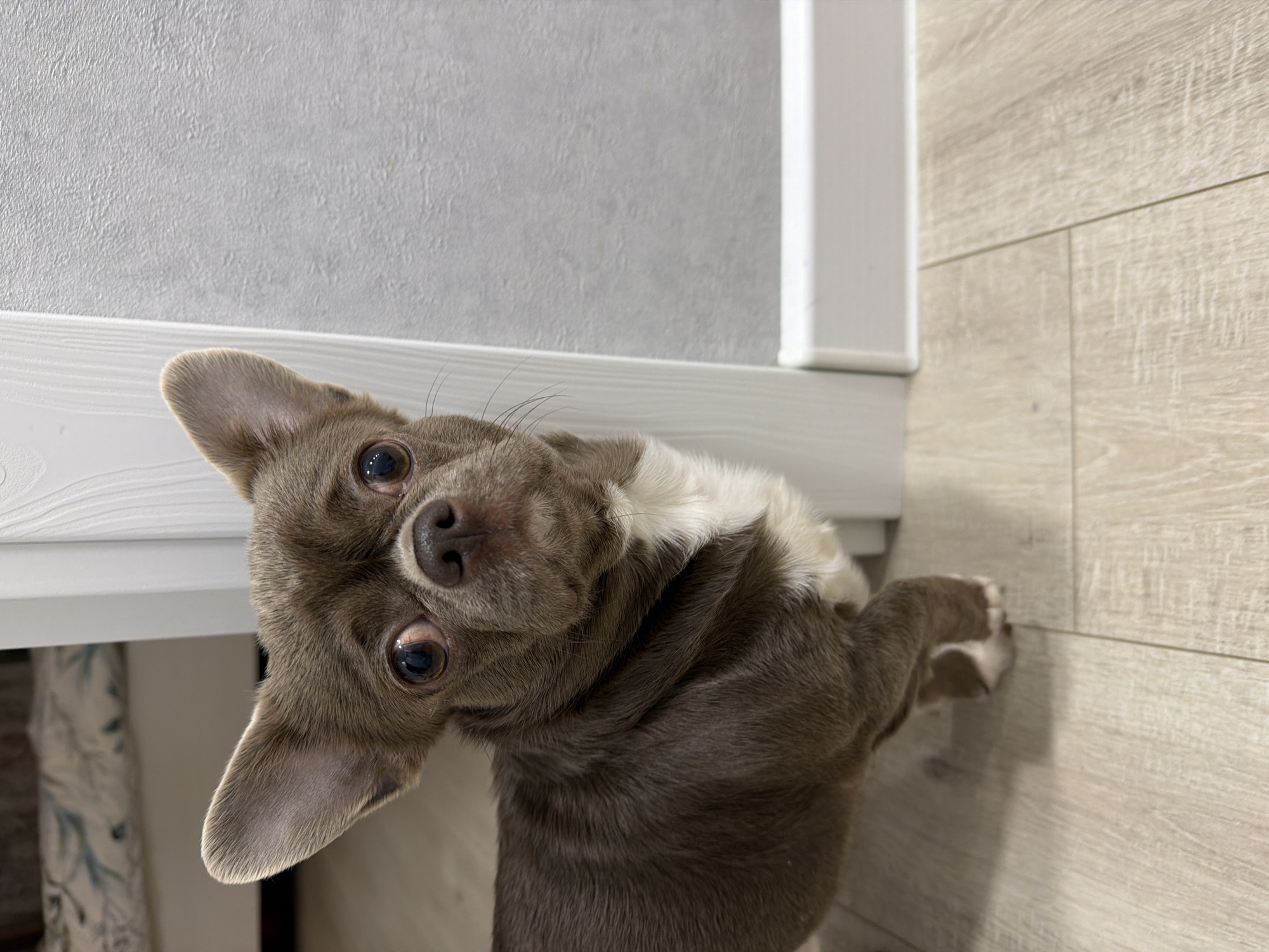 A small, short-haired dog, identified as a Chihuahua, is captured indoors. The animal exhibits dark brown/taupe fur with a distinct white patch covering its chest and throat. Its eyes are large, dark, and round, with prominent sclera, and its ears are erect and pointed. The dog is positioned as if peeking from behind a white door frame, which is visible on the left side of the image. To the right of the dog, a light grey textured wall is present, met by a white baseboard at floor level. The floor throughout the visible area is constructed of light-colored wood or laminate planks. In the blurry background, through the doorway to the upper left, a patterned light-colored fabric, possibly bedding with a leaf or floral design, is discernible. No specific identifying features within the image indicate a location within the city of Votkinsk, Russia.