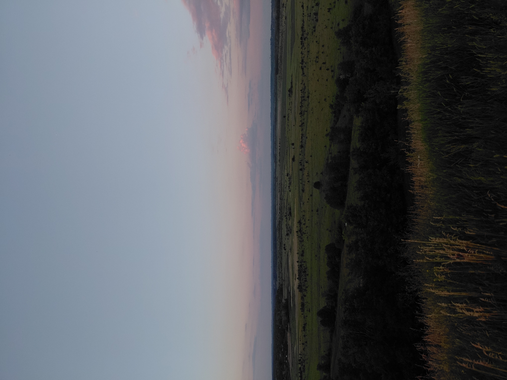 A wide shot captures a twilight landscape with a vast expanse of green fields stretching to the horizon under a pale blue and pink sky. In the foreground, tall, dry grasses are silhouetted against the fading light. The middle ground is characterized by rolling hills dotted with trees and a small body of water reflecting the sky. The background features a distant tree line and a hazy suggestion of buildings. A few wispy clouds, tinged with pink, are visible in the upper right corner. The overall scene conveys a sense of serene natural beauty at dusk.