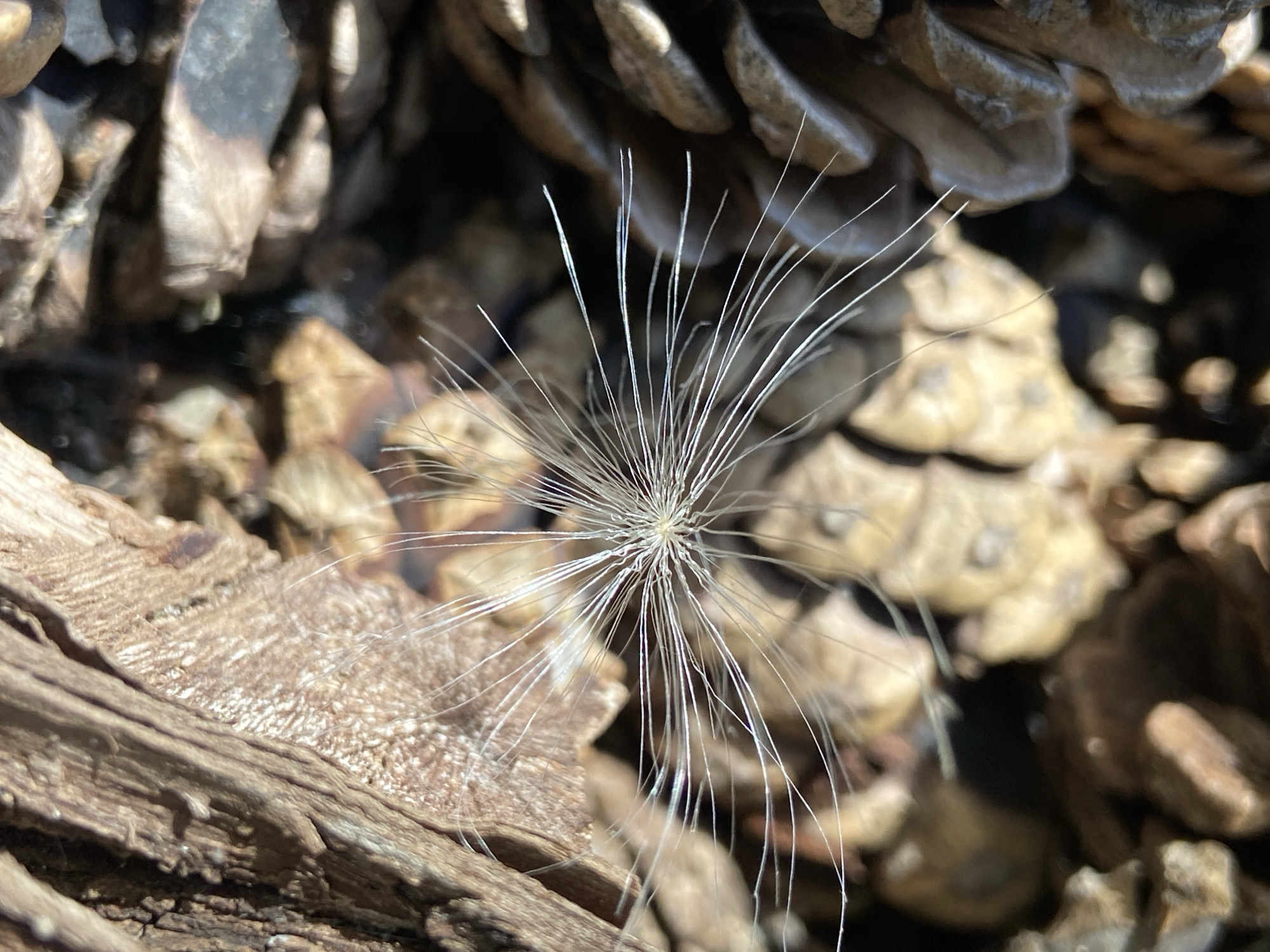 A close-up, macro shot focuses on a dried dandelion seed head surrounded by the textured scales of a pinecone and rough, weathered wood. The seed head is centrally positioned, with its feathery pappus radiating outwards like a starburst. The delicate white filaments of the seed head are sharply in focus, contrasting with the softer focus of the surrounding natural elements. The pinecone scales are a muted brown, with some appearing slightly darker and more weathered than others. The wood fragment in the foreground is rough and dry, with visible grain patterns. The overall lighting is bright, casting subtle shadows and highlighting the textures of the objects. The scene appears to be an outdoor setting, likely on the ground or within a wooded area. There are no people or animals present in the image. The location is described as Unknown, Unknown.