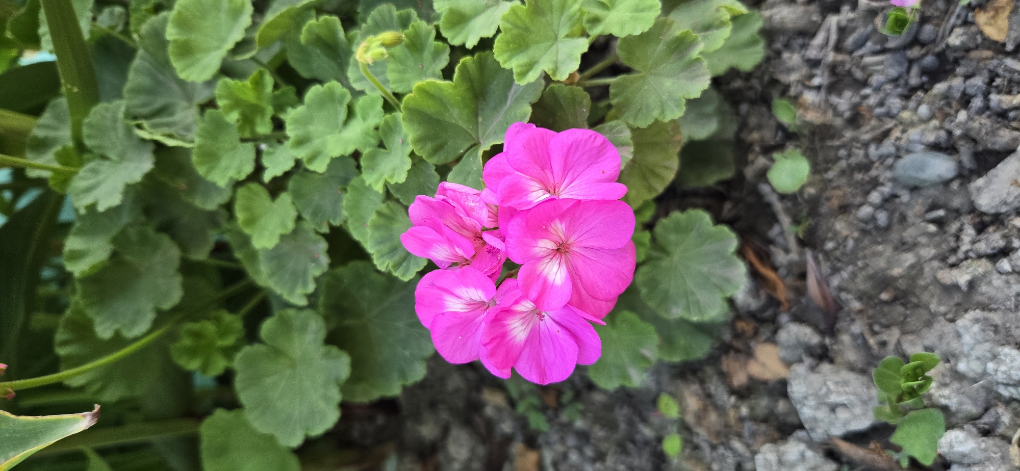 The image shows a cluster of vibrant pink geranium flowers in bloom, with some unopened buds visible. They are surrounded by lush green geranium leaves and are growing in soil with small pebbles and some dry organic matter. The background features more green foliage and a hint of a turquoise surface, possibly a pot or wall. The scene appears to be an outdoor setting, likely a garden or balcony, in Tel, Azerbaijan. No people or animals are present.
