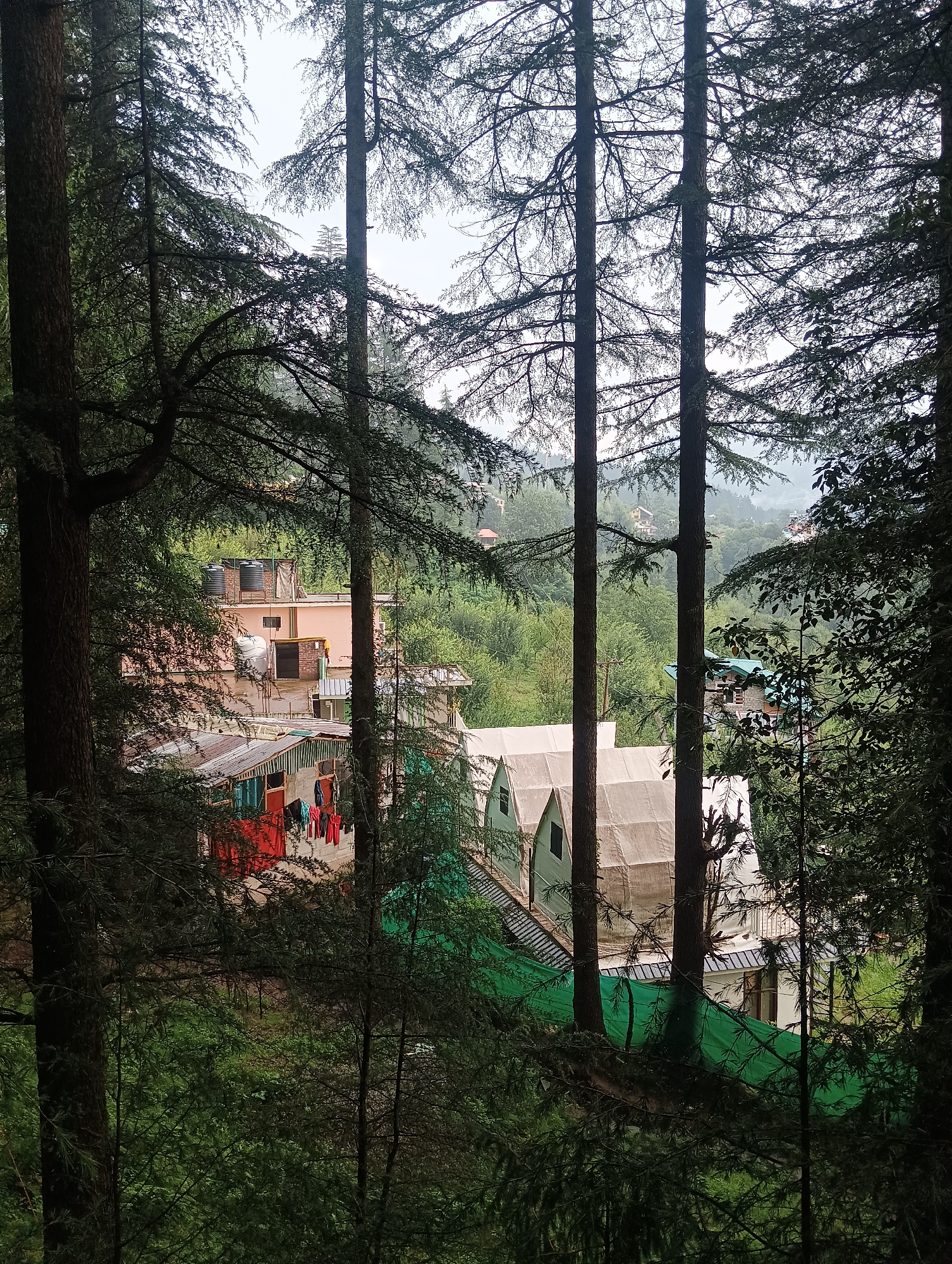 The image depicts a view of buildings nestled among tall pine trees in Manali, India. The scene is viewed from a slightly elevated position, looking down into a valley. In the foreground, several thick pine trees dominate the frame, their branches and needles creating a natural curtain.
Beyond the trees, several buildings are visible. One building, painted in a light pinkish hue, has multiple water tanks on its roof and appears to be a residential or guesthouse structure. Below this, another building features a corrugated metal roof and some colorful awnings. Laundry is hanging out to dry on a clothesline in front of this structure, with garments in red and pink visible. Further into the valley, a row of white tent-like structures with triangular roofs are present, suggesting a glamping site or temporary accommodation. Green netting is also visible around some of these structures. In the background, more houses and buildings can be seen scattered across the forested hills, with a hazy sky suggesting overcast or misty conditions. The overall environment is lush and green, indicative of a mountain setting. No people are clearly visible in the image.