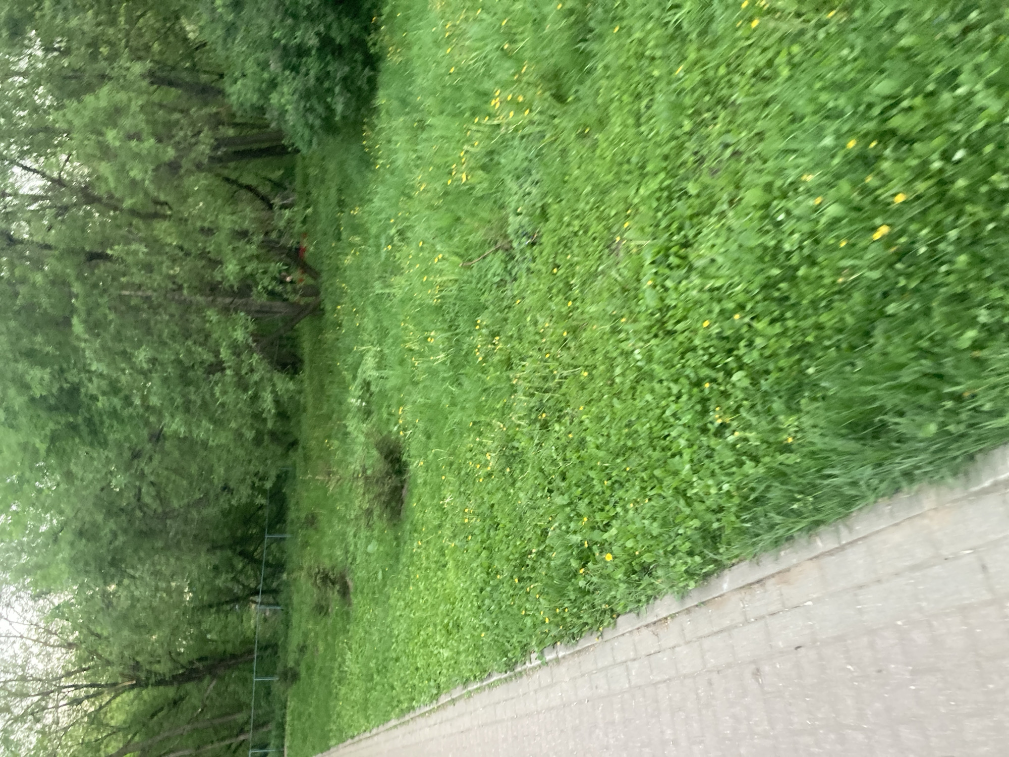The image shows a pathway alongside a grassy area with trees. The location is Moscow, Russia. The pathway is paved with rectangular stones. The grassy area has some yellow flowers scattered within it. Trees line the edge of the grassy area, casting shadows. There are no people visible in the image. A fence can be partially seen between the grass and the trees.