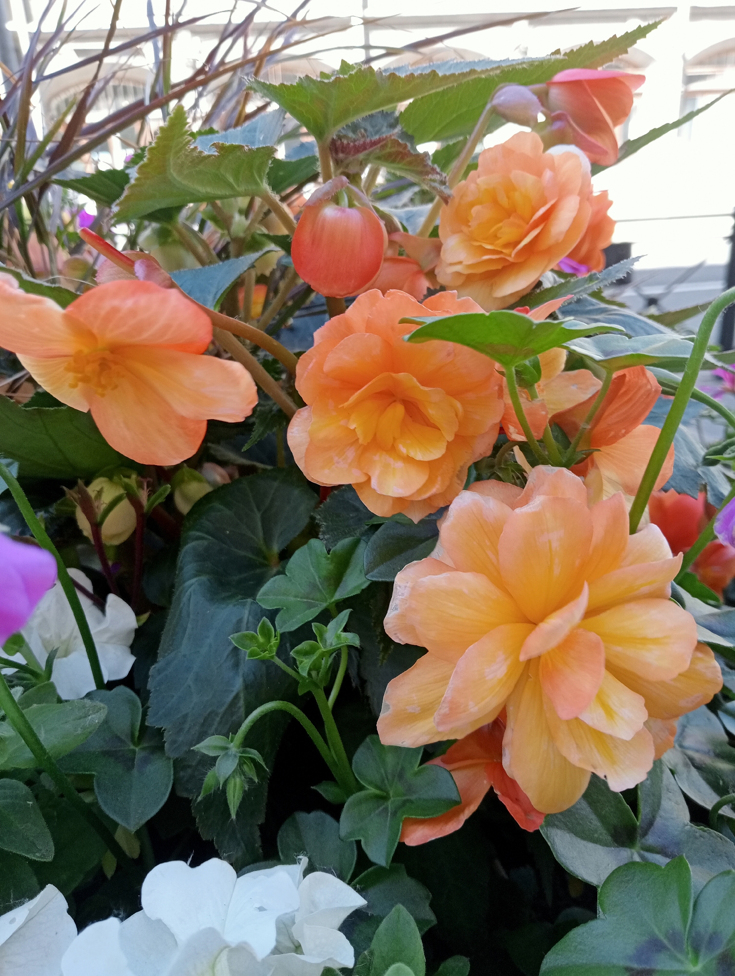 A close-up, eye-level, outdoor photograph shows a cluster of orange and pink begonia flowers with green leaves. The flowers are the primary subject, with several in focus and others slightly blurred in the background. Some of the flowers are fully bloomed, while others are still buds. The leaves are a dark green, with some showing a reddish tint along the edges. There are also hints of white and purple flowers visible in the lower and upper left portions of the image, respectively. The background is out of focus and appears to be a building with some architectural details and a railing, suggesting an urban setting. This image was likely taken in Saint Petersburg, Russia, given the information provided about the image's origin. The lighting suggests it is daytime, with soft, natural light illuminating the flowers.