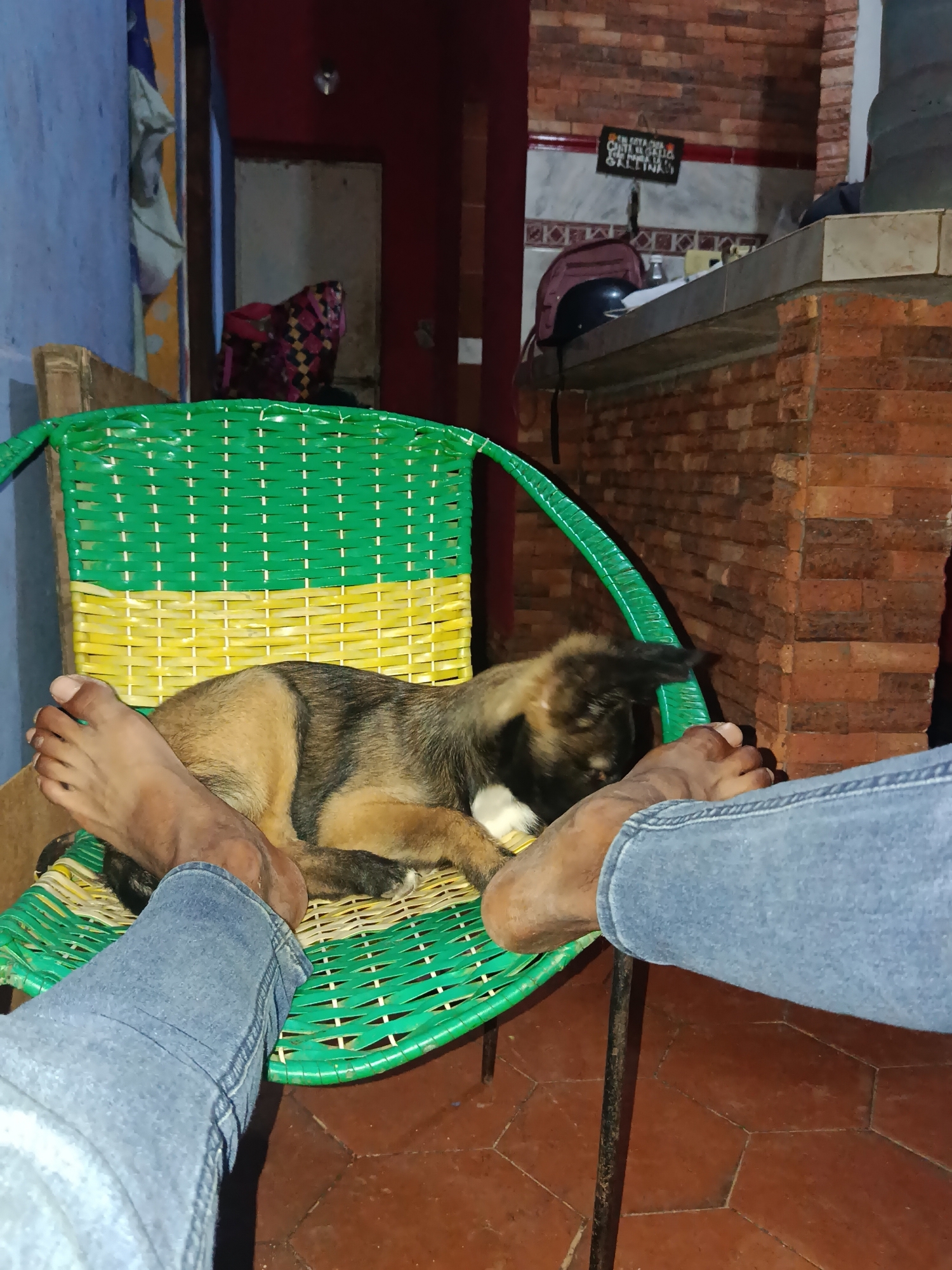 A puppy lies asleep on a green and yellow woven chair in an interior setting. The puppy is a mix of brown and black fur with white markings on its paws. Two human feet, one bare and one clad in blue jeans, are visible in the foreground, positioned on either side of the chair. The environment appears to be a room with brick walls and a tiled floor. In the background, a sign is visible on the brick wall, and a backpack and helmet are placed on a counter. The lighting suggests it is nighttime or the room is dimly lit. The location is identified as Juan Griego, Venezuela.
