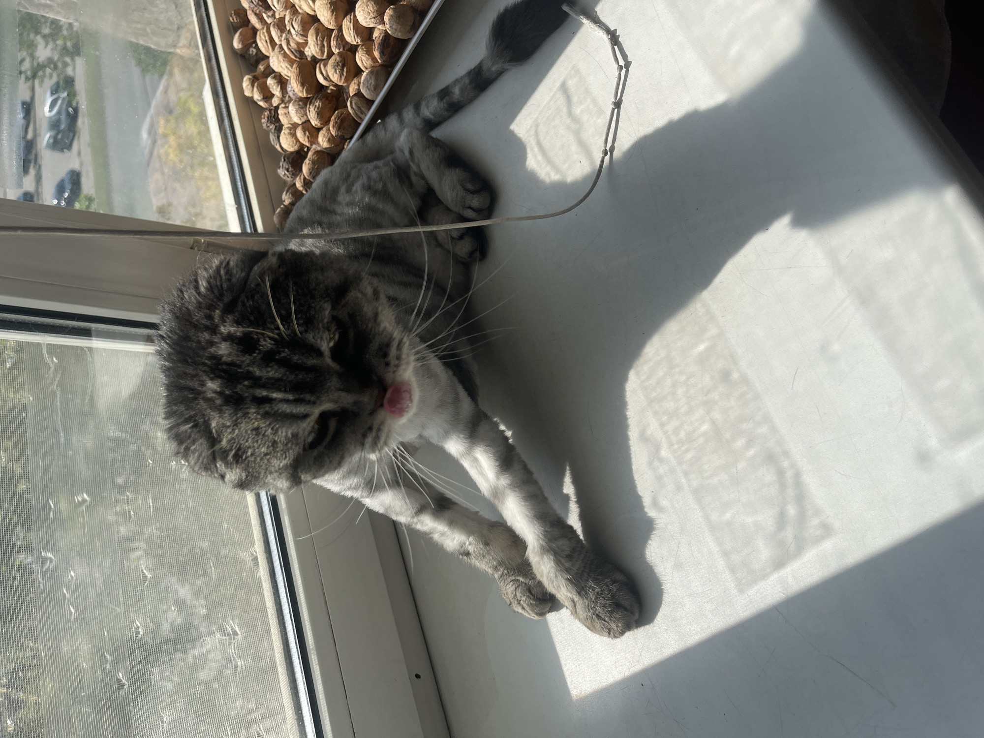A grey tabby cat is lying on a white windowsill in what appears to be a residential setting. Sunlight streams through a window with a screen, casting shadows on the sill. To the right of the cat, a tray of walnuts is visible. Outside the window, a paved area with parked cars and some greenery can be seen, suggesting an urban or suburban environment. A thin white cord runs across the windowsill near the cat. The cat has its tongue sticking out slightly.