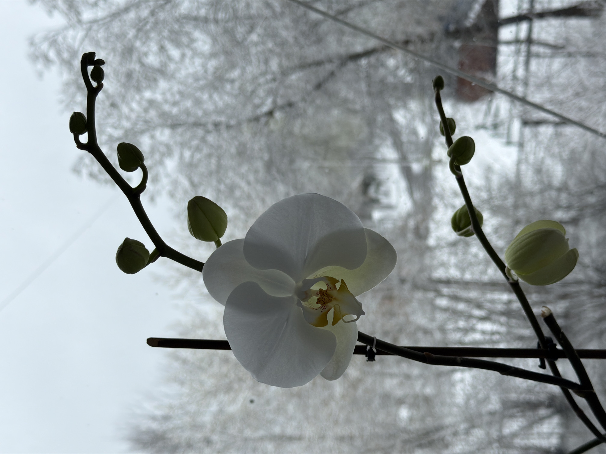 A white orchid plant is prominently featured in the foreground, viewed through a window against an outdoor winter backdrop. The orchid has multiple dark stems with several closed buds and one fully open, delicate white flower. The flower's center is a striking blend of yellow and orange specks. Small dark clips are visible, supporting the orchid stems.
The background is softly out of focus, revealing bare tree branches that appear to be covered in snow or frost, creating a muted, textural effect. The sky beyond is bright and overcast, suggesting a grey, possibly cloudy day. The image captures the serene contrast between the vibrant, thriving orchid indoors and the cold, dormant outdoor landscape, likely reflecting a winter scene in Reshetnikovo, Russia. No specific activity is depicted, and no text is visible. The time of day appears to be daytime with diffused light.