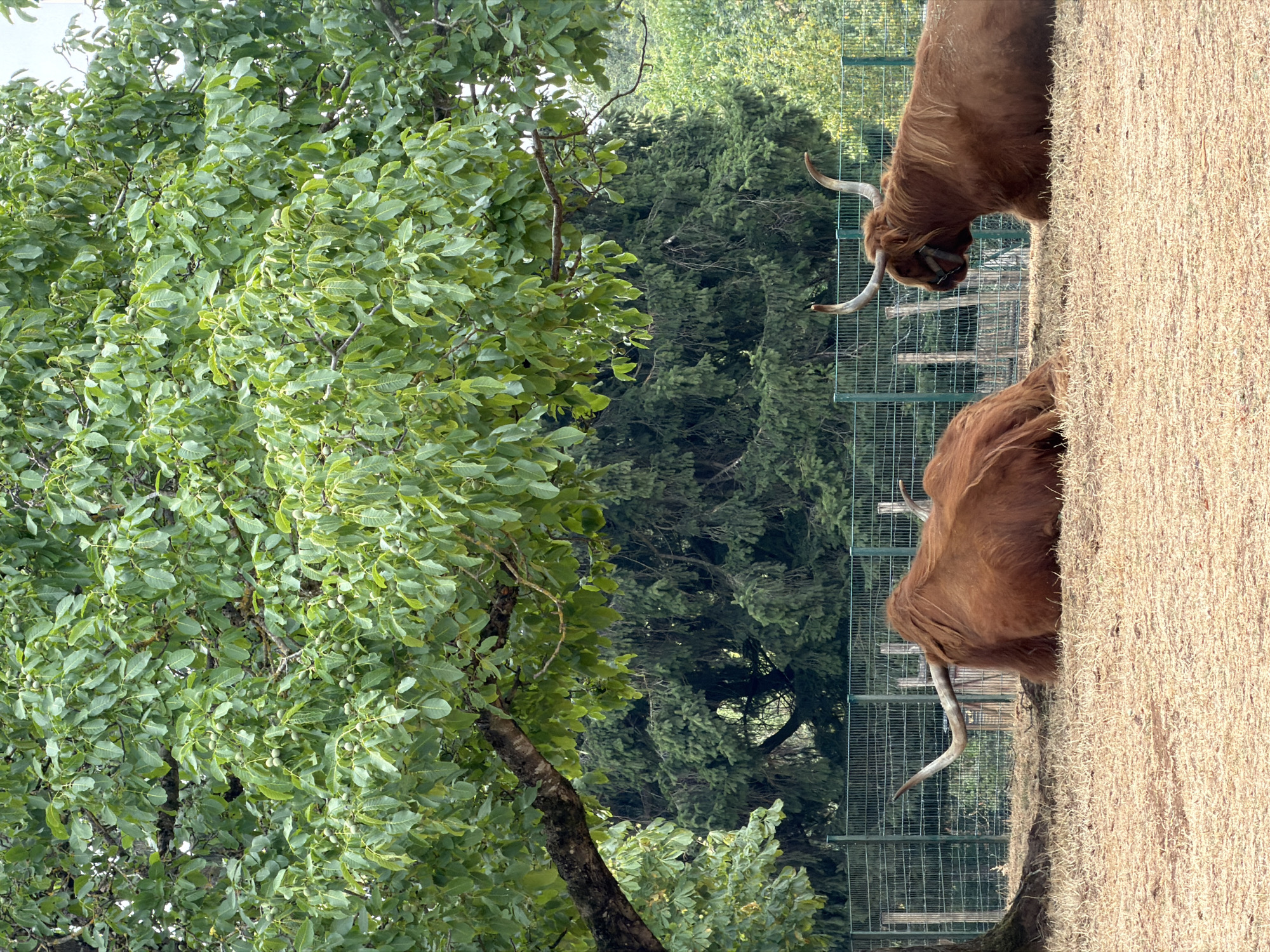 The image shows two Highland cattle lying down on a patch of dry grass. The cattle are large, shaggy, and brown, with long, curved horns. In the background, there is a green metal fence, and behind the fence, there are trees and foliage. A large tree with green leaves is prominent in the foreground, casting shade over the scene. The overall environment suggests an outdoor enclosure, likely a park or zoo, in Esch-sur-Alzette, Luxembourg.
