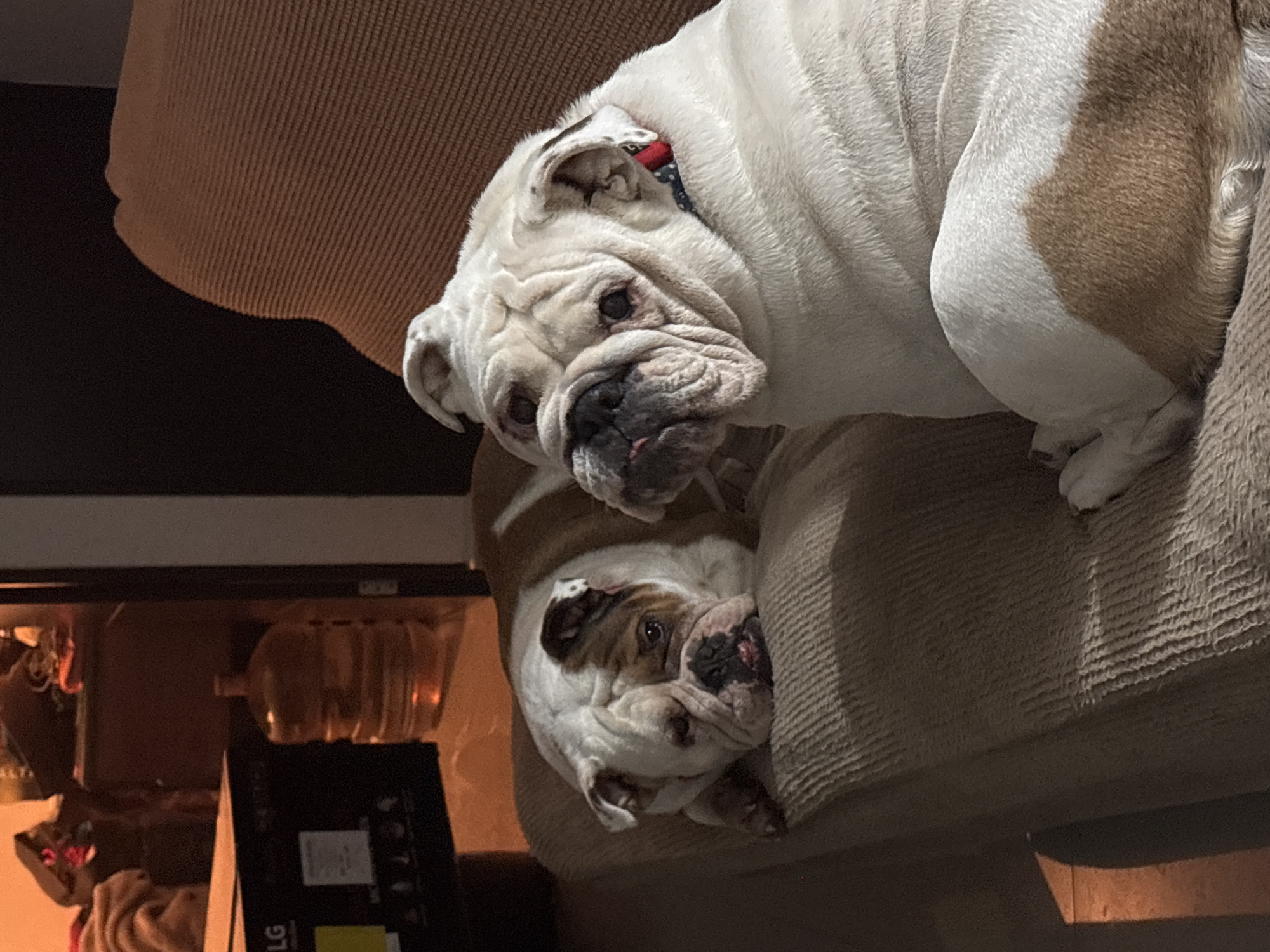 Two English Bulldogs are resting on a light brown, textured couch. One dog is partially on top of the other. The dog on top is primarily white with brown markings. The bottom dog is white with a brown marking around its eye. In the background, an LG box is visible, along with other blurry objects. The location is assumed to be a residence in Mexico City, Mexico, although this cannot be confirmed from the image itself.