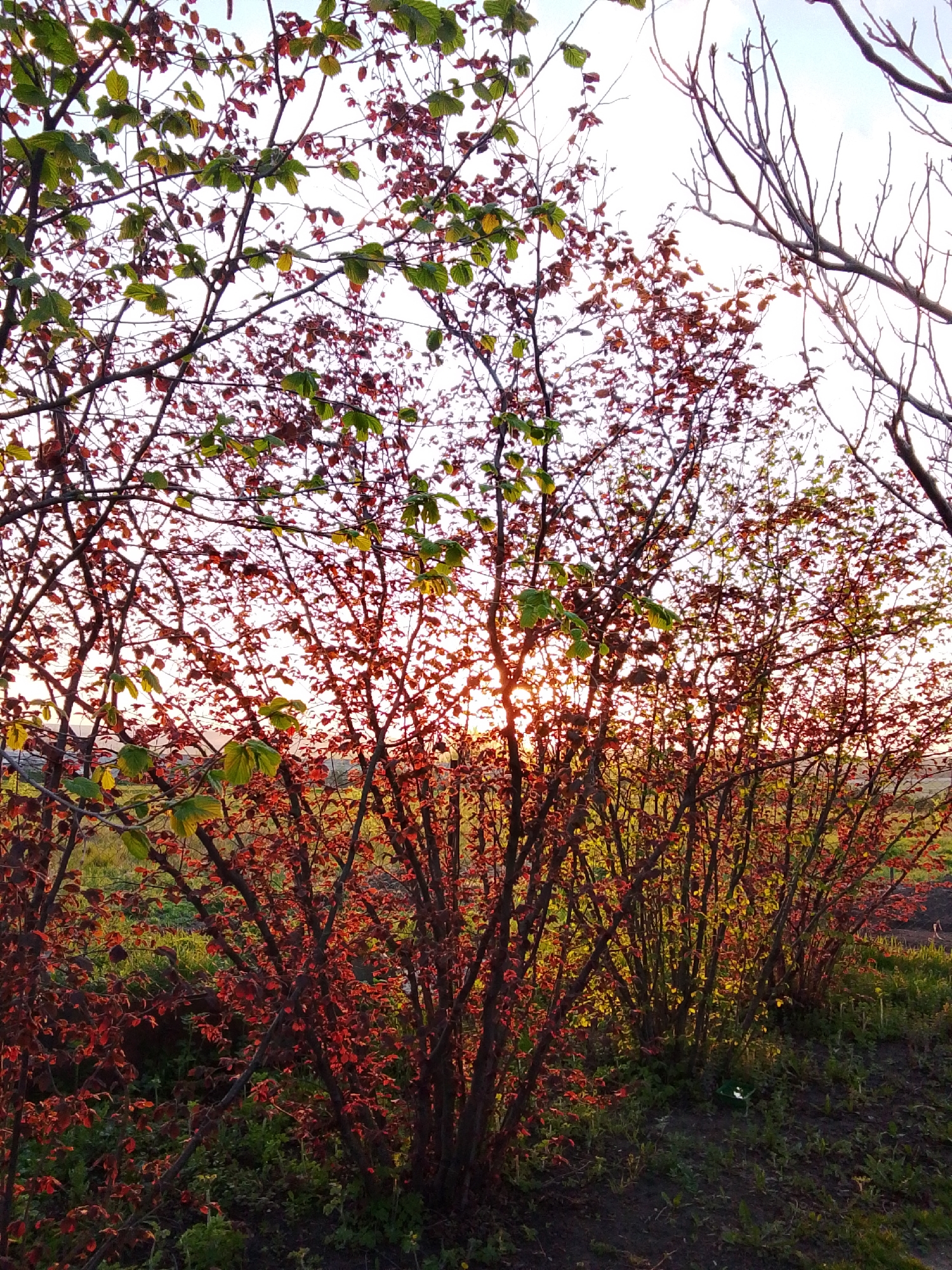 The image depicts a rural scene in Khlevnoye, Russia at dusk or dawn. Several shrubs or small trees dominate the foreground, their branches laden with a mix of red and green leaves. The stems of the plants appear to be multiple and densely clustered. The sun is positioned directly behind the central shrub, causing a bright, diffused light that silhouettes the branches. The ground is covered in a mix of green grass and dark soil. Bare branches of a taller tree are visible on the right side. The sky is a pale gradient from light pink near the horizon to pale blue higher up.