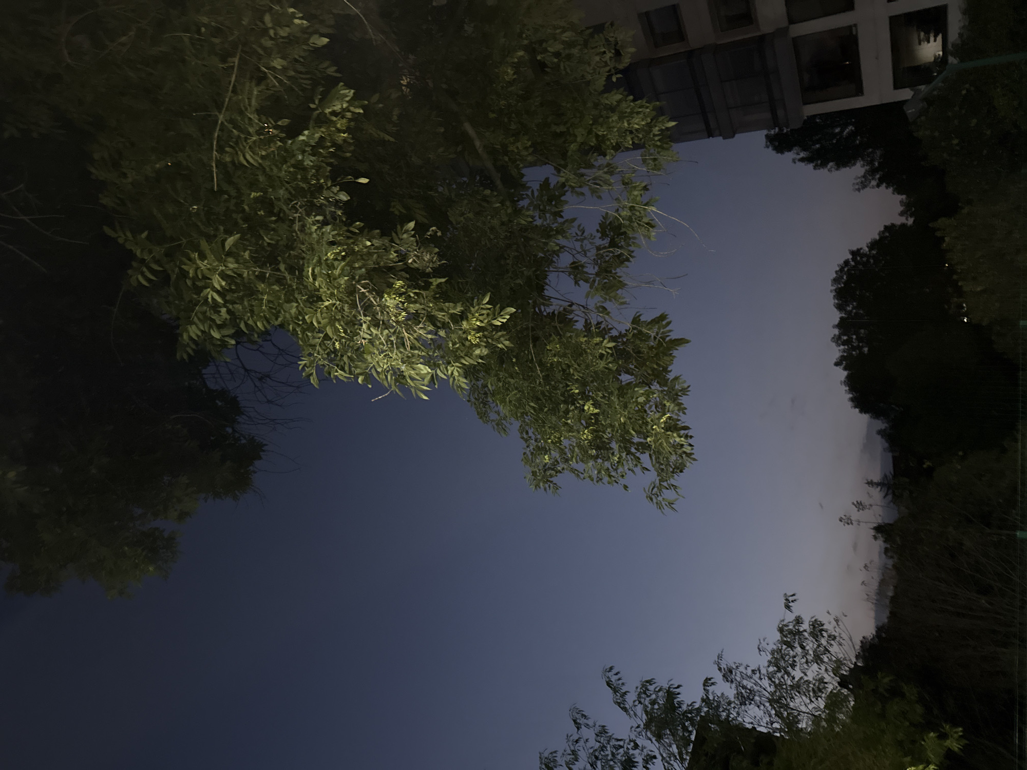 The image depicts a low-angle shot of trees and a building against a twilight sky. The sky is a gradient of dark blue transitioning to lighter hues towards the horizon. The trees, with visible leaves and branches, frame the scene. The building is partially visible in the upper right corner, appearing as a multi-story structure with dark windows. The location appears to be an urban area, but without any additional context cannot be verifed to be in Mexico City. There are no people or interactions depicted. The environment suggests the time is dusk or early evening.