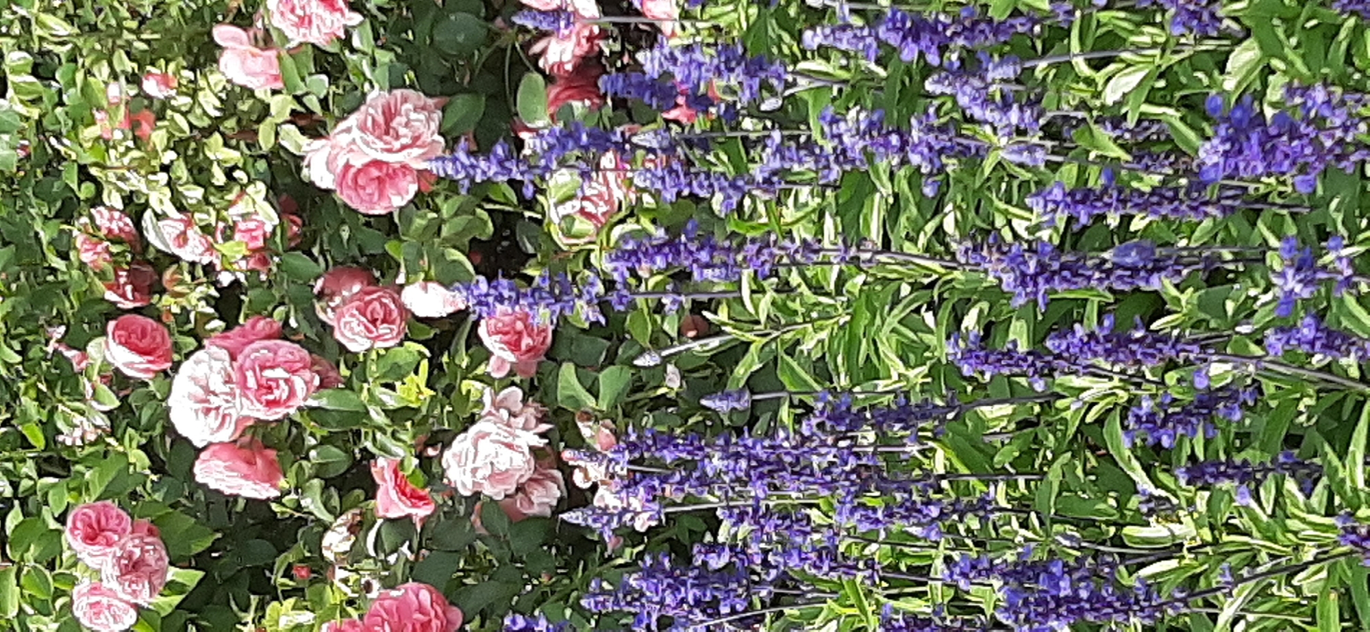 The image depicts a vibrant garden scene filled with a variety of flowers. In the upper portion of the image, a cluster of pink roses with layered petals is prominently displayed against a backdrop of lush green foliage. The roses vary in their stage of bloom, with some appearing fully open and others still in bud. Below the roses, a dense arrangement of tall, slender spikes of purple flowers adds a contrasting color and texture to the composition. These purple flowers, possibly lavender or salvia, are densely packed and create a visual depth. The overall impression is one of a flourishing garden, likely captured during a warm, sunny day, given the bright lighting and the vivid colors of the blooms. The scene is devoid of any human presence or activity.