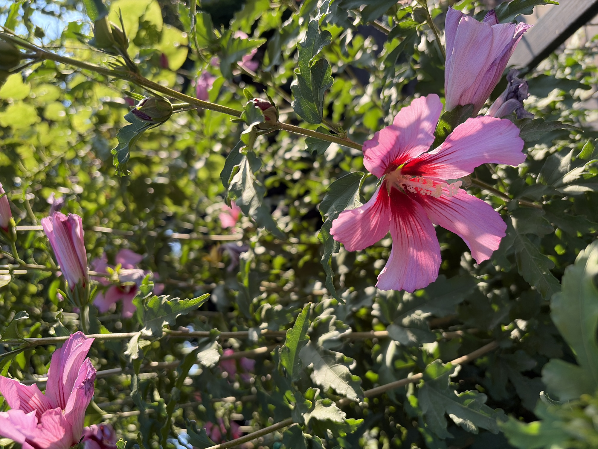 The image shows a close-up of a blooming pink hibiscus plant. The flowers are in various stages of bloom, with some fully open and others still in bud. The leaves of the plant are a deep green, and the background is a blur of foliage and sunlight. The scene appears to be an outdoor garden or park. No people are visible in the image. The lighting suggests it is daytime, possibly late afternoon due to the warm tones. The specific location within Oxentea, Moldova cannot be determined from the visual information provided.