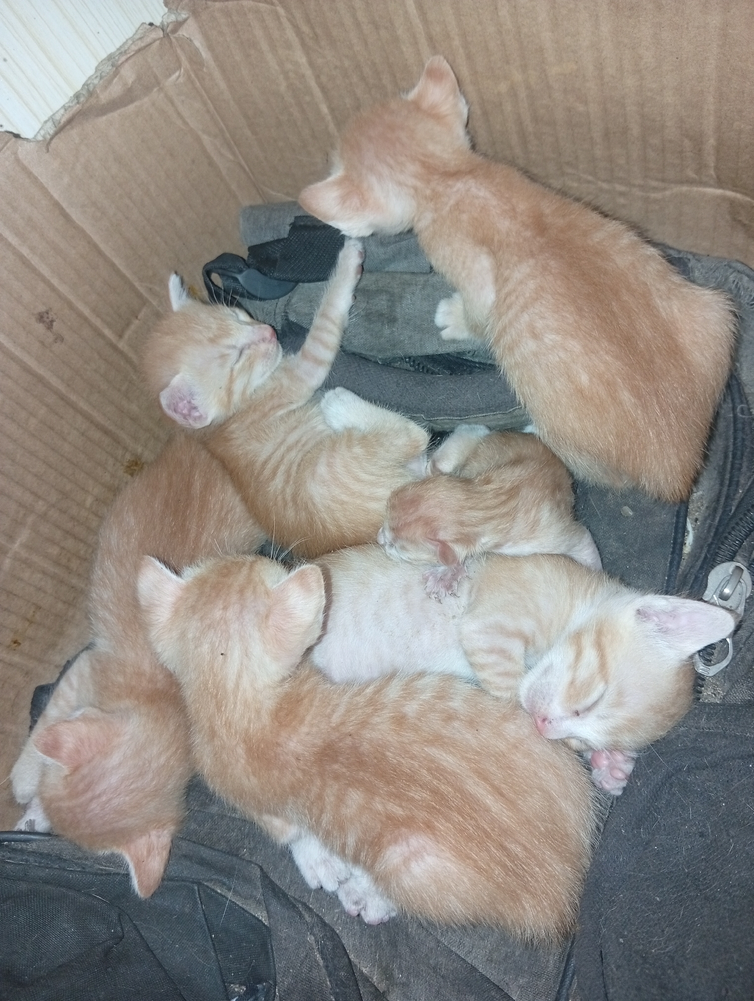 In Sri Minosari, Indonesia, inside a cardboard box, a litter of six orange tabby kittens are sleeping. The kittens are nestled together, some on top of each other. Their eyes are closed, and their bodies are relaxed in slumber. The box appears to be placed on a dark fabric surface. The lighting is dim, suggesting the photograph was taken indoors or in a shaded area.