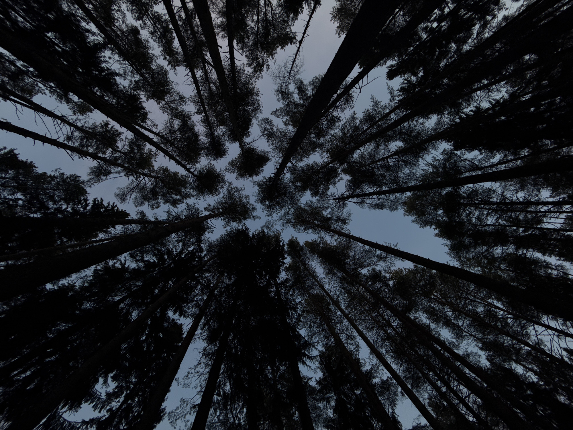 An upward-looking photograph captures a dense forest canopy in Votkinsk, Russia. The composition is dominated by the tall, dark silhouettes of numerous trees, likely conifers, which stretch vertically towards a pale, overcast or twilight sky. The perspective, possibly from a wide-angle lens, creates an effect where the tree trunks appear to converge towards a central point directly above, emphasizing their immense height.
The sky is a uniform, muted grey-blue, suggesting either an overcast day or the hours of dusk or dawn, as there is no direct sunlight evident. The trees are heavily shadowed, appearing almost black against the lighter sky, highlighting their shapes and textures. The lower parts of the tree trunks are obscured, drawing focus to the extensive, interlacing network of branches and foliage overhead.
No people, animals, or man-made objects are visible within the frame, underscoring the natural and untouched quality of the forest. The scene evokes a sense of natural grandeur, vastness, and tranquility. There is no visible text in the image.