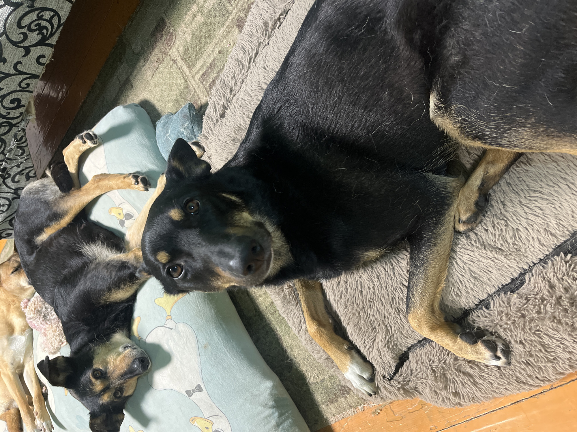 The image shows two dogs lying down on a soft, textured rug in what appears to be an indoor setting. The dog in the foreground is primarily black with tan markings on its legs and face. It is looking directly at the camera with alert brown eyes. Its head is tilted slightly, and it appears to be resting. The second dog, lying partially behind and to the left of the first, is a lighter tan color and is partially visible. It is also lying down, with its paws visible. Both dogs are on a rug, and behind them, a patterned pillow with what looks like cartoon ducks is visible. The lighting suggests it is daytime, and the overall scene conveys a relaxed and domestic atmosphere. There is no visible text in the image. The location context is Nizhny Tagil, Russia.