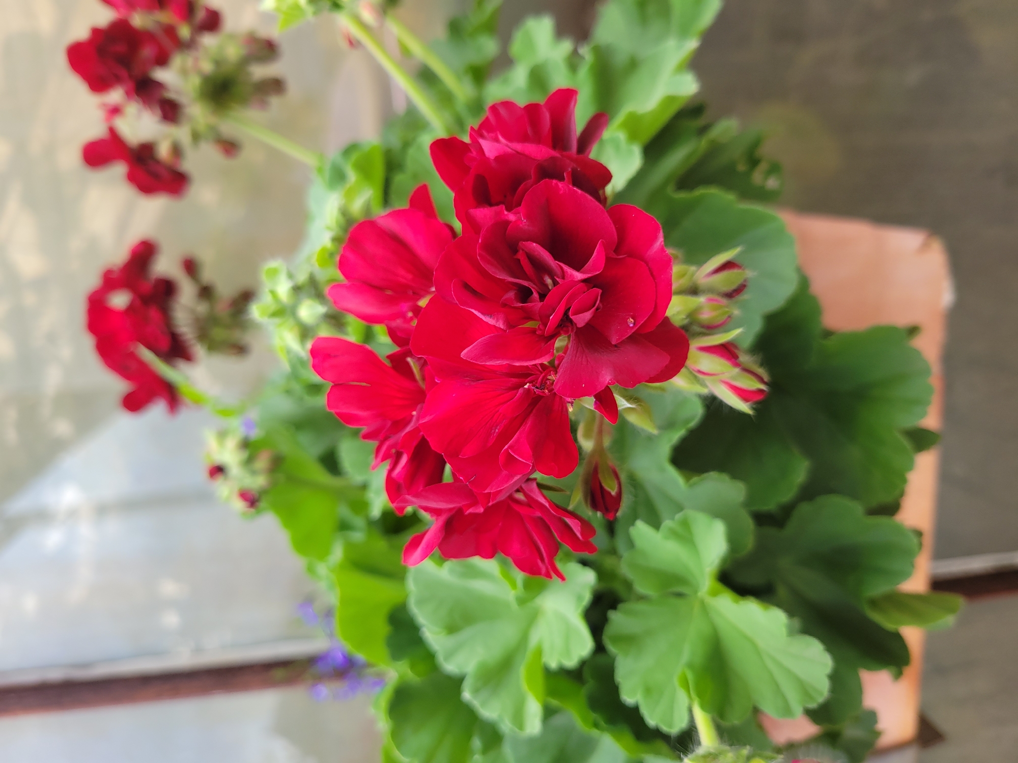 This is a close-up, outdoor, eye-level photograph of a pot of blooming red geraniums. The plant is in focus, with its vibrant red flowers and lush green leaves dominating the foreground. The flowers are clustered together, with several fully open blooms and some buds visible. The leaves are large, with a distinctive lobed shape and serrated edges. Behind the geraniums, the background is softly blurred, showing hints of other plants, including some small purple flowers, and a translucent material that suggests a greenhouse or covered area. The pot itself appears to be made of terracotta and is partially visible at the bottom right of the frame. The overall impression is one of a well-tended plant in a bright, natural setting. There are no people or animals visible in the image. This scene is not specific to Belaazyorsk, Belarus.