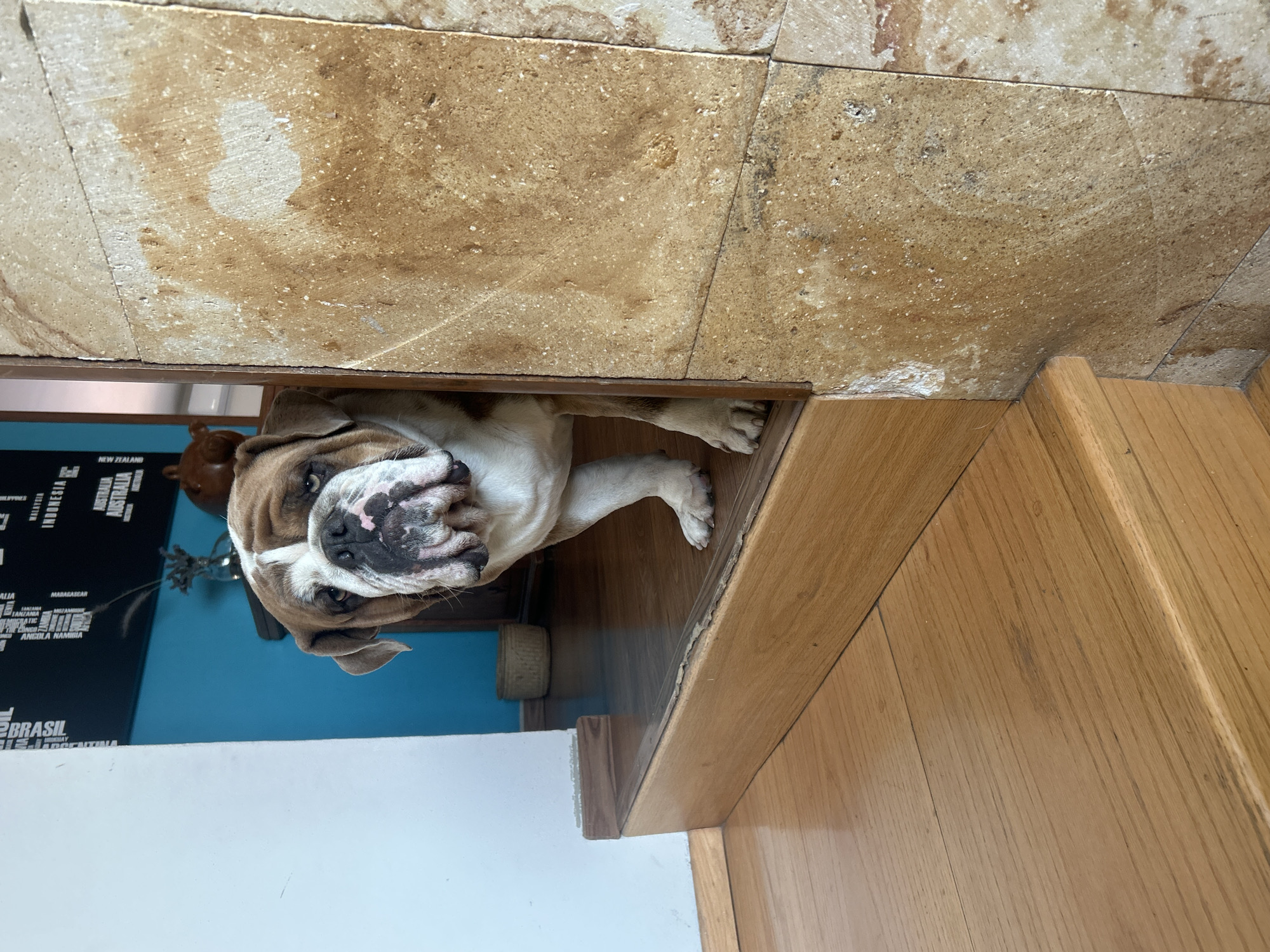 A brown and white bulldog lies under a tiled ledge, partially visible. The dog's body extends from under the ledge onto a wooden floor. Behind the dog, a white wall is visible on the left side of the frame, and a black map with white lettering is mounted on a teal wall. The environment includes tiled walls, a wooden floor, and painted walls. No people are present. There is no information about the location of Barrio de Nuevo León, Mexico.
