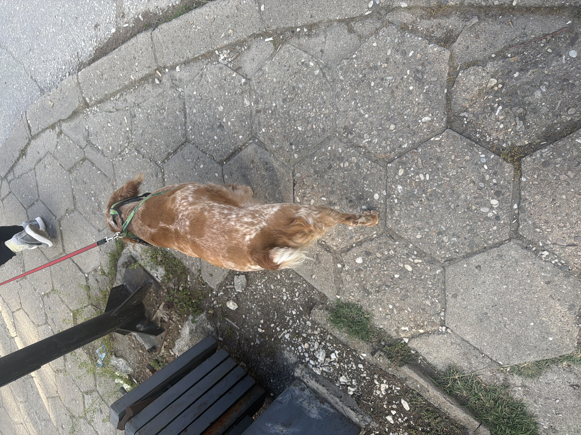 A medium-sized, brown and white spotted dog is lying on a grey, hexagonally-paved sidewalk on a leash. The dog has a green collar. A person wearing a grey shoe is partially visible to the left of the dog. To the left, there is a black metal pole and a dark bench. The background consists of a concrete curb and more paving stones. The location is most likely Plovdiv, Bulgaria.