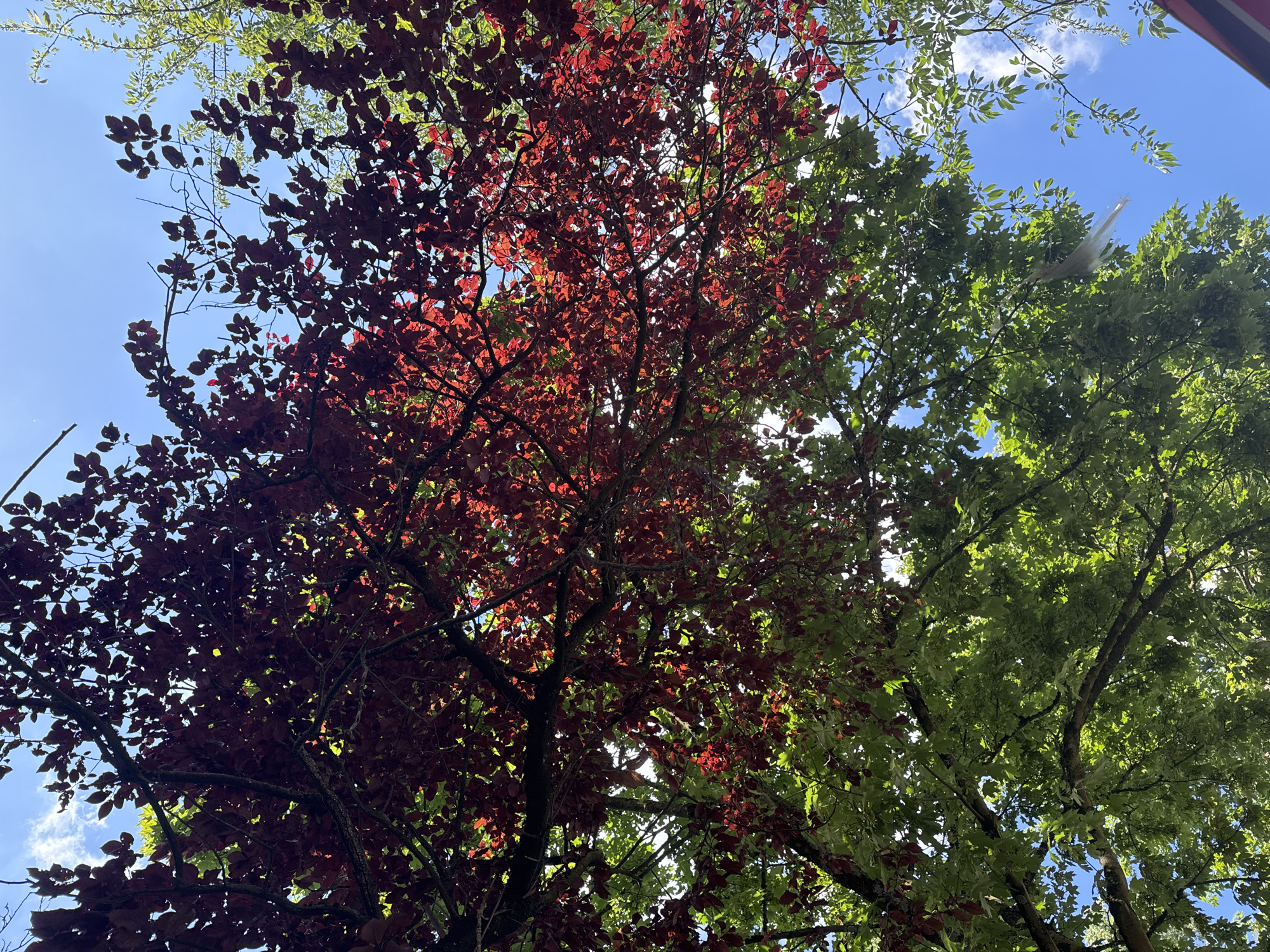 The media file is a photograph taken from a low angle, looking up into the canopy of trees against a bright blue sky with scattered white clouds. The foreground is dominated by the deep red leaves of one tree, interspersed with the vibrant green foliage of another tree. Sunlight filters through the leaves, creating a dappled effect and highlighting the textures of the branches and foliage.
In the upper right portion of the image, a light-colored, delicate object appears to be floating or caught in the branches of the green tree. It resembles a large feather or possibly a piece of fabric, appearing translucent and almost ethereal against the bright sky. The presence of this object is a notable detail.
The scene suggests a sunny day, likely late morning or early afternoon, given the brightness of the sky and the intensity of the sunlight. The lush greenery and the rich red of the leaves imply it is spring or summer. The setting appears to be a park or a garden in Essen, Germany, with the trees creating a natural overhead canopy. There are no people or visible text in the image. The overall mood conveyed is one of natural beauty and tranquility, with the floating object adding a touch of intrigue.