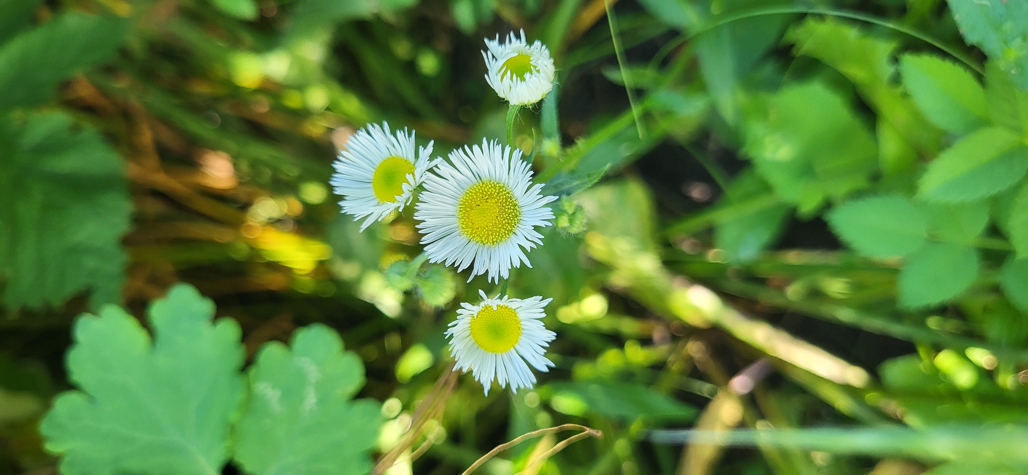The image shows a close-up of several small, white daisy-like flowers with yellow centers, growing in a natural outdoor environment. The flowers are surrounded by lush green foliage, with some out-of-focus elements suggesting a blurred background of grass and possibly other plants. The lighting appears to be natural sunlight, creating highlights and bokeh effects in the background. The scene is likely a garden, park, or meadow in Tetianivka, Ukraine. There are no people or animals visible in the image. The flowers are the primary subjects, presented in a shallow depth of field.