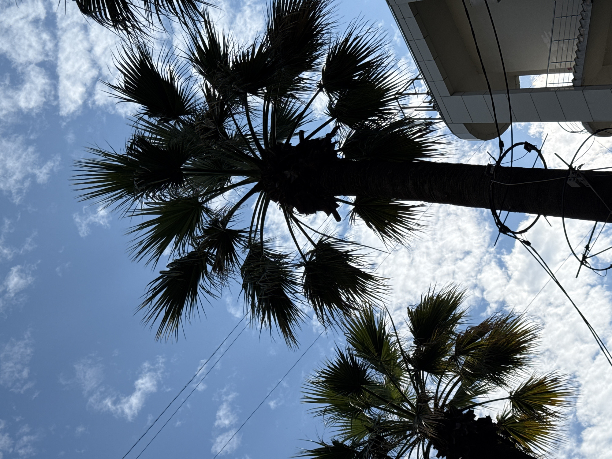 This media file depicts a low-angle view of palm trees against a bright blue sky with scattered white clouds. The palm trees are silhouetted, with their fronds spread out, creating a sense of a tropical or sub-tropical setting. There is a portion of a modern building visible in the upper right corner of the image, with clean lines and white paneling, suggesting an urban or developed area. Electrical wires are strung across the frame, intersecting with the palm trees and the building, indicating the presence of infrastructure.
The overall impression is one of a sunny day, possibly mid-morning or afternoon, given the brightness of the sky and the clear visibility of the clouds. The perspective from below looking up at the palms and sky creates a dynamic composition. The image does not appear to capture any people or specific events. The location context of Sochi, Russia, known for its subtropical climate and coastal setting, aligns with the presence of palm trees and buildings. No visible text is present in the image. The scene evokes a feeling of warmth and perhaps a leisurely outdoor environment.