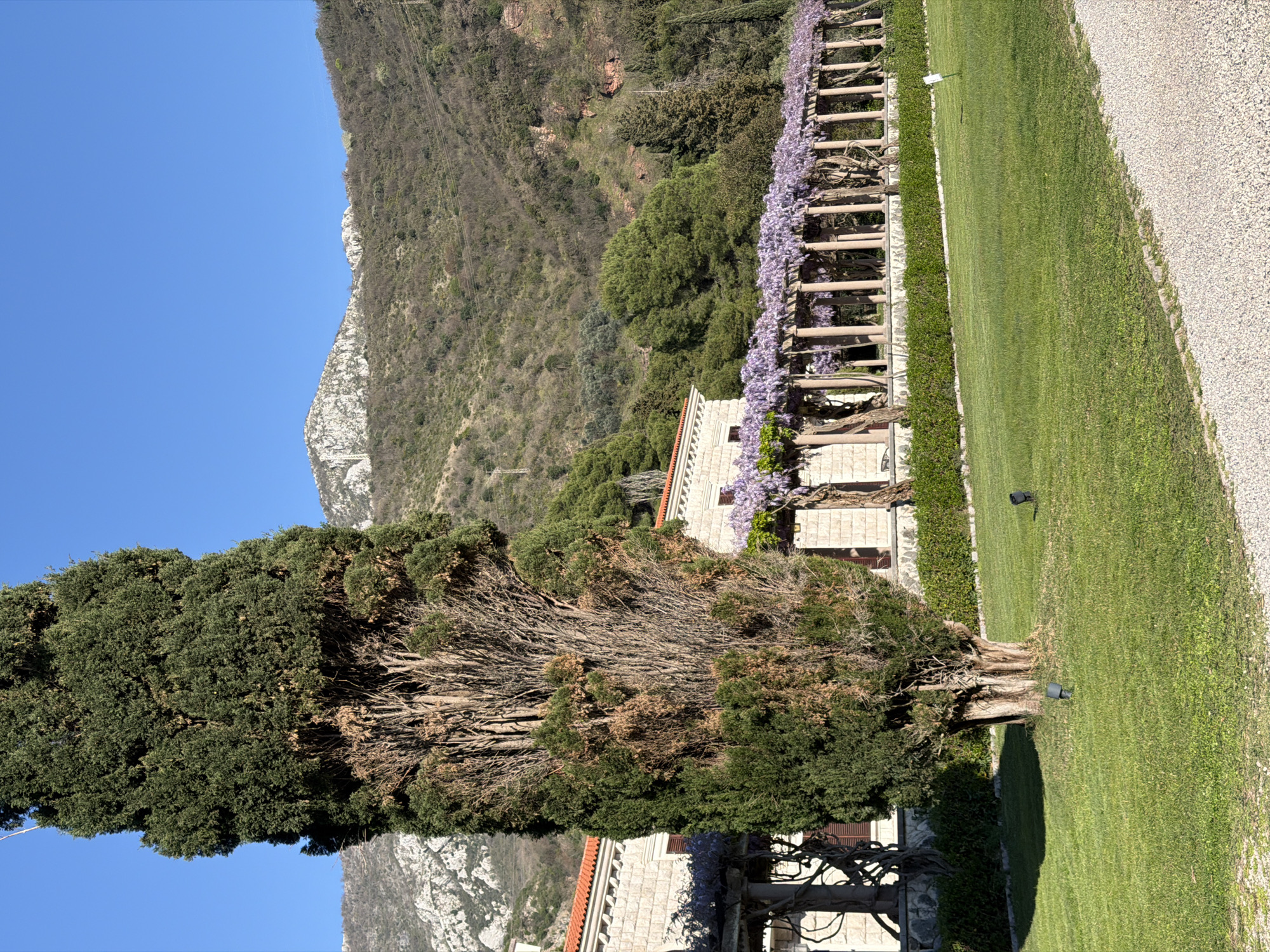 The image shows a landscape near Sveti Stefan, Montenegro, with a combination of natural and architectural elements. In the foreground is a tall tree with dense green foliage, with some sections exhibiting dead or dried branches. Behind the tree is a stone building with a red-tiled roof and dark brown window shutters. The building is covered in climbing wisteria with purple flowers. Adjacent to the building, there's a wooden pergola structure also covered in wisteria. A well-manicured green lawn stretches out to the right of the building, bordered by a gravel path.
In the background, a mountainous terrain with sparse vegetation rises under a clear blue sky. The peak of the mountain is rocky and gray. The overall scene suggests a well-maintained garden or park area integrated into a natural landscape.