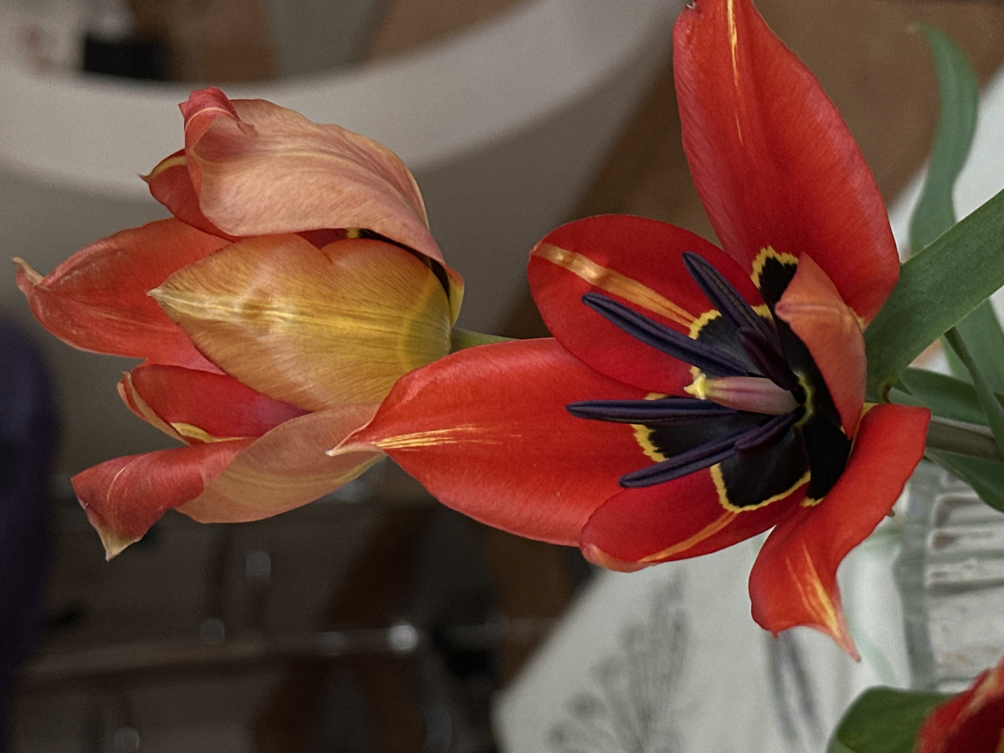 The image displays two tulip flowers arranged within an indoor setting in Stara Zagora, Bulgaria. The primary subject is a fully opened red tulip positioned in the lower-middle, revealing dark purple-black anthers and pistil surrounded by a yellow inner ring. Its petals are predominantly red with distinct yellow-gold vertical streaks. Partially visible green stems extend downwards from this flower into a clear glass vase, which is partially observed in the lower-left quadrant. Positioned above and slightly behind the foreground tulip is a second tulip, partially opened, exhibiting petals with a blend of red-orange, yellow-gold, and light pink coloration. The background is significantly blurred, indicating an out-of-focus indoor environment with indistinct dark and light architectural or furniture elements. No people, specific actions, or interactions are present within the scene.
