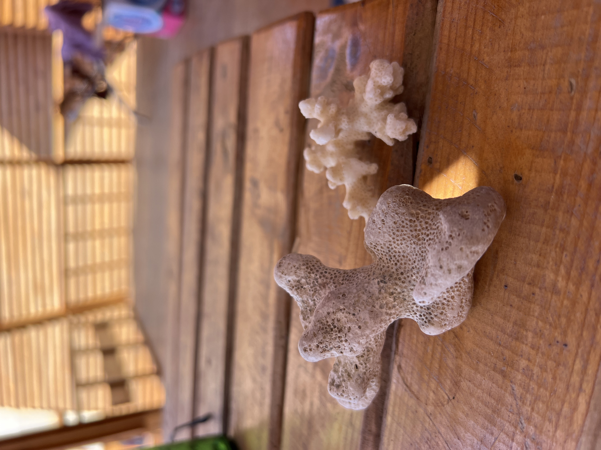 Two pieces of coral, one larger and beige, the other smaller and white, rest on a wooden surface. The wooden surface appears to be a table made of horizontal planks. In the background, a blurred wooden structure with horizontal slats suggests an outdoor shaded area, possibly a beach hut or canopy. The overall lighting indicates it is daytime, with a shaft of sunlight illuminating part of the larger coral. The setting is outdoors in a tropical or coastal environment.