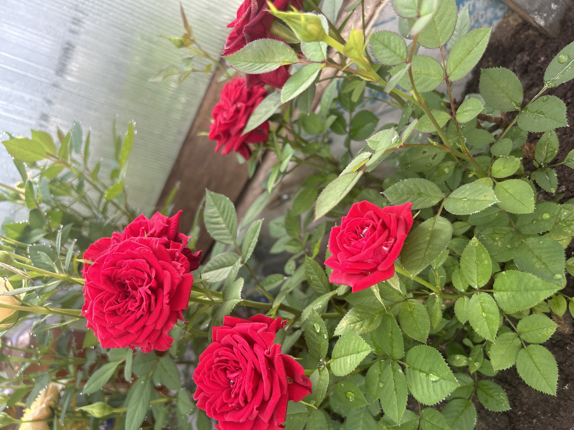 A close-up, eye-level shot captures a cluster of vibrant red roses with dew drops on their petals and leaves. The roses are in various stages of bloom, with some fully open and others tightly budded. The background is blurred, showing green foliage and hints of a transparent, possibly greenhouse-like structure. The lighting suggests it's daytime, likely overcast or early morning, given the diffused light and the presence of dew. The scene appears to be an outdoor garden setting within a city, possibly a private garden or a public park. The city of Leningradskaya, Russia, is not discernible from the visual information provided in the image.