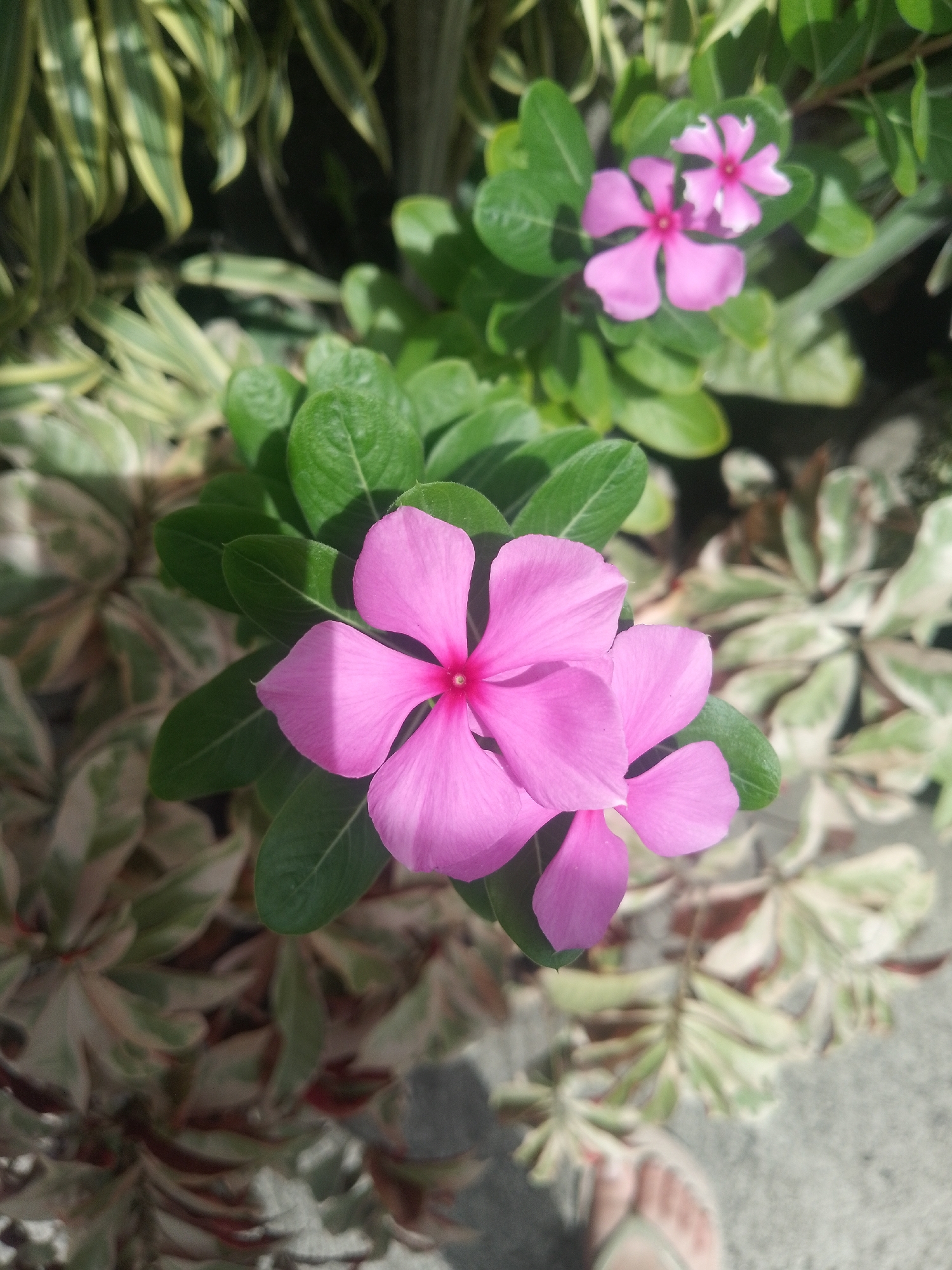 A close-up, full-frame shot shows pink periwinkle flowers blooming amidst green foliage and variegated leaves, likely in an outdoor setting. The background features a mix of plants with different leaf patterns, some green and some with green and white variegation. There is a small patch of beige/white concrete visible in the bottom corner, with what appears to be part of someone's foot visible. The location is possibly Davao City, Philippines, but there is no visual evidence of its environment in the picture. The light suggests a sunny day. No people, actions, or interactions are visible beyond the flowers in their natural setting.