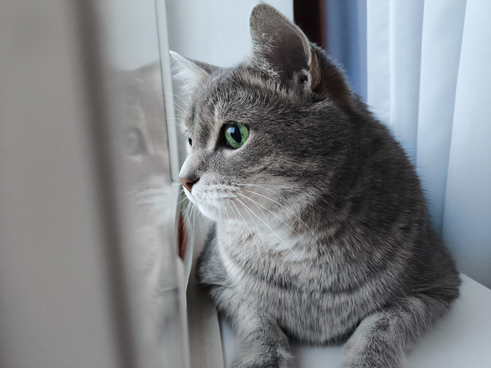 An adult, grey tabby cat with bright green eyes is positioned in the foreground of the image, looking to the left. The cat is seated, with its front paws tucked underneath its body. The background is out of focus, featuring soft blue curtains and a pale grey, possibly reflective, surface on the left. The lighting suggests an indoor setting near a window, possibly during the day.