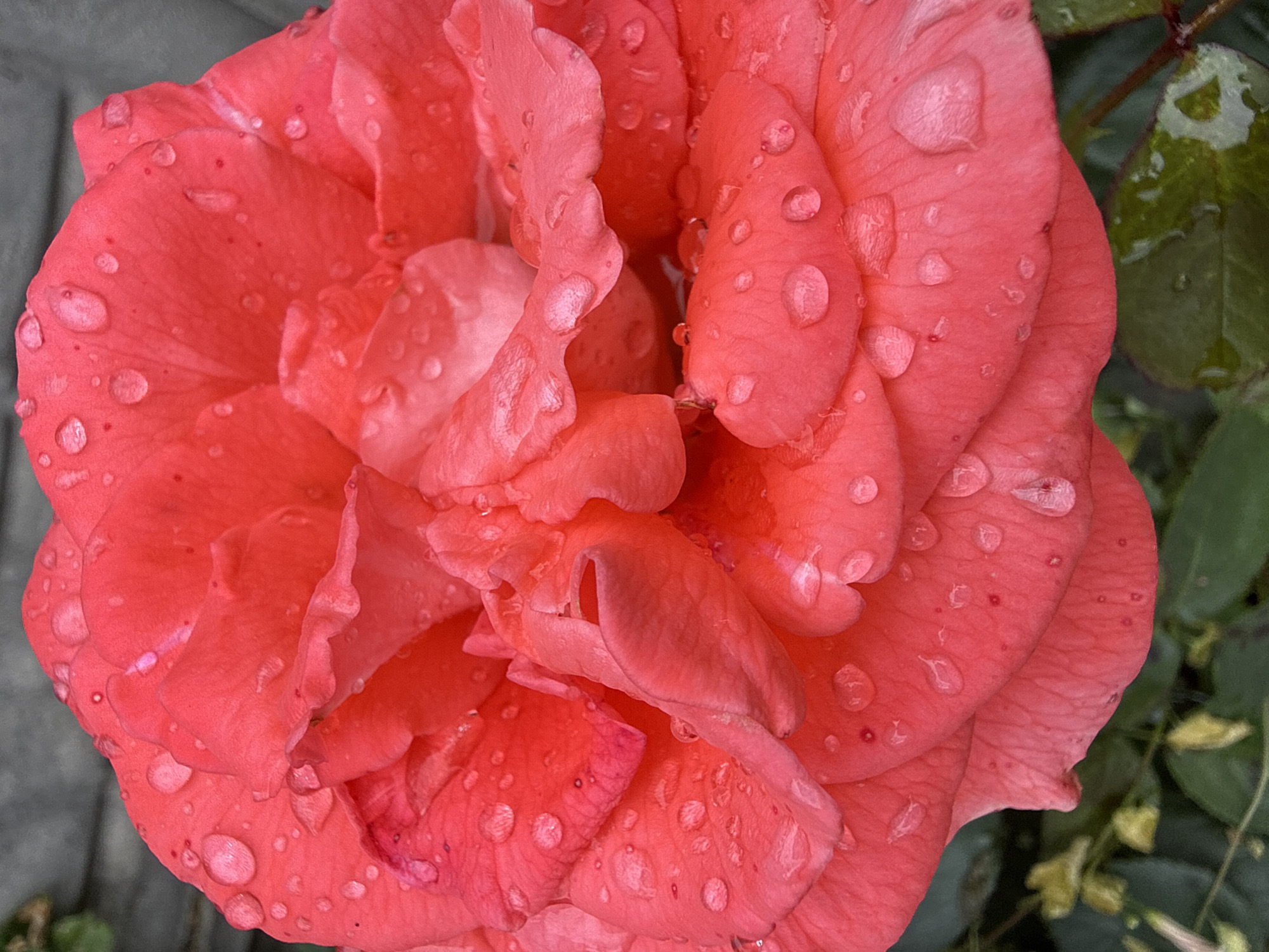 A close-up, detailed, eye-level shot shows a bright coral-pink rose in full bloom. The rose's petals are layered and slightly ruffled, with water droplets scattered across their surface, reflecting the light. The background is blurred, showing hints of green foliage and a textured gray surface, possibly a wall or fence. The overall lighting is soft and diffused, suggesting an overcast day or shaded location. The image is well-focused on the rose, highlighting its texture and the delicate beauty of the water droplets.