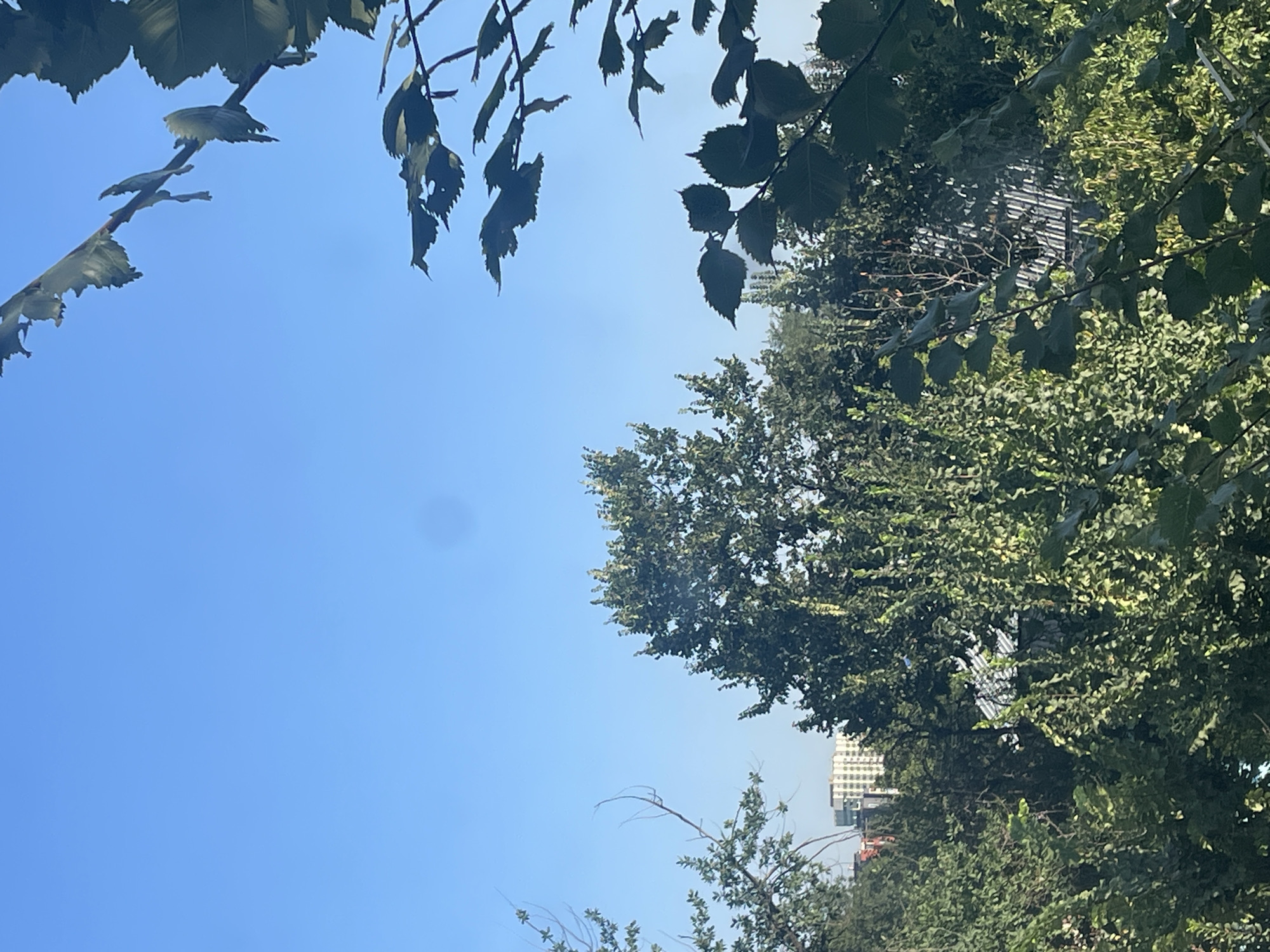 The image captures a view of Almaty, Kazakhstan, looking towards the northeast. In the foreground, a dense canopy of trees with green leaves obscures the view of the city. Some branches with leaves are silhouetted against a clear blue sky. In the middle ground, a large, mature tree with a full crown stands prominently. Behind it, a multi-story building with a light-colored facade and numerous windows is visible, surrounded by more foliage. The roof of a building with a corrugated metal surface is partially visible through the trees. The overall scene suggests an urban environment interspersed with significant greenery, likely a park or residential area with mature trees. The clear sky indicates fair weather.