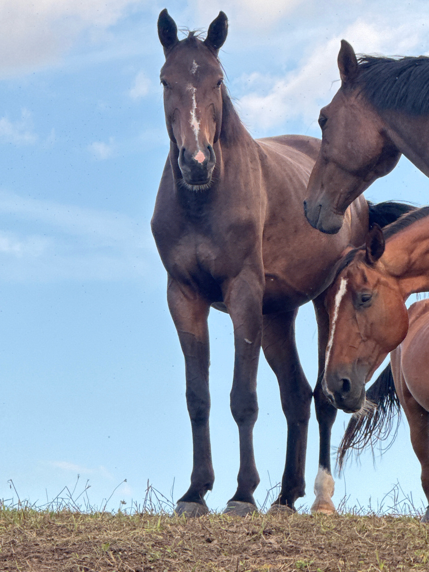 The image shows a low-angle shot of three horses standing on a grassy hill against a bright blue sky with scattered clouds. The horse in the center is a dark bay, facing forward with its head slightly tilted. It has a white blaze on its forehead and muzzle. To the right, another horse, a lighter bay, is partially visible, facing towards the left and looking down. A third horse, also a dark bay, is seen from the neck up on the far right, with its head facing left and slightly down. The foreground consists of dry grass and sparse green shoots. The image was taken in Galinė, Lithuania.