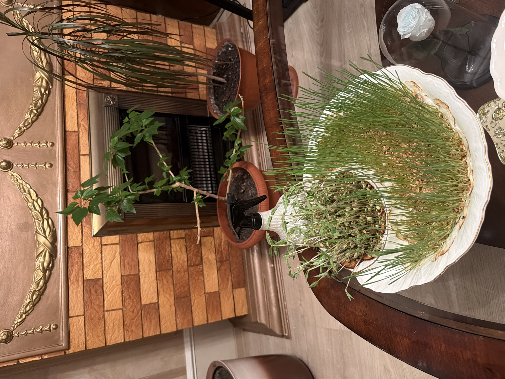 The image shows an interior scene with several plants. A tall, thin-leaved plant is in a brown pot next to a fireplace-like structure. A second plant with wider leaves is in a brown pot below it. On a nearby dark wood table, a large white plate is filled with sprouted grass and a few other leafy plants. In the background, a glass dome covers a white rose. The scene is likely indoors, but there's no evidence to suggest a location in Krasnoyarsk, Russia.
