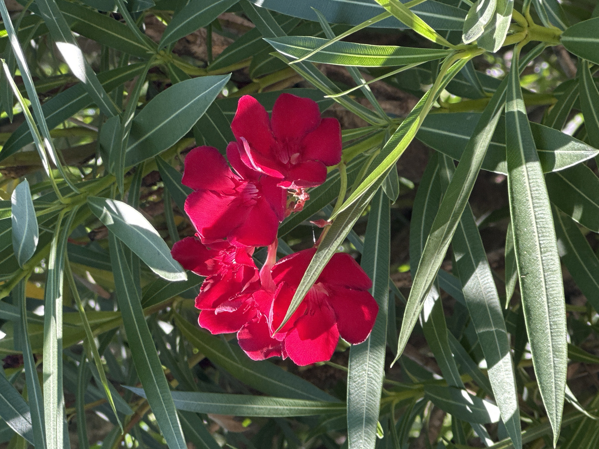 The image displays a cluster of vibrant red oleander flowers with their delicate petals unfurled, set against a backdrop of lush green, elongated leaves. The leaves are characterized by their waxy texture and prominent central veins, with some catching dappled sunlight, creating highlights and shadows that add depth to the composition. The flowers themselves are a rich crimson hue, with hints of lighter pink or white in their centers, and their velvety texture is subtly suggested by the way light plays on their surfaces. The overall impression is one of natural beauty and botanical detail, captured in what appears to be a sunlit outdoor environment, consistent with the subtropical climate of Sochi, Russia, where oleander plants are commonly found in gardens and public spaces.
