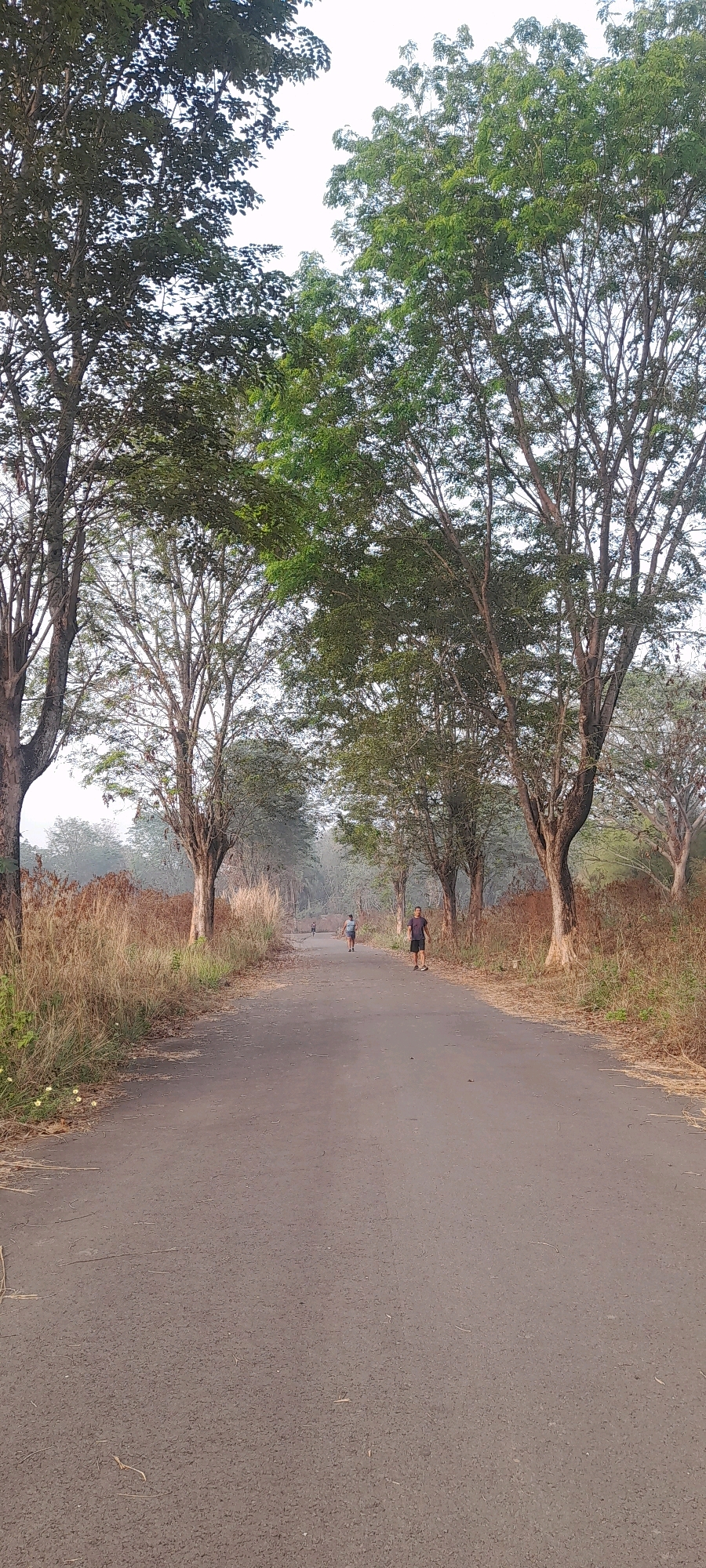 This is a vertical, full-shot photograph of a paved road in Jonggol, Indonesia, lined with tall trees on both sides. The road recedes into the distance, bordered by dry, golden grasses on the left and sparser vegetation on the right. The sky is overcast and pale. In the mid-ground, two individuals are visible on the road. The person on the right, closer to the viewer, is a male wearing dark shorts and a dark t-shirt. Further down the road, a second individual, appearing to be a child, is walking away from the camera. The scene is outdoors, suggesting a rural or semi-rural setting within Jonggol.
