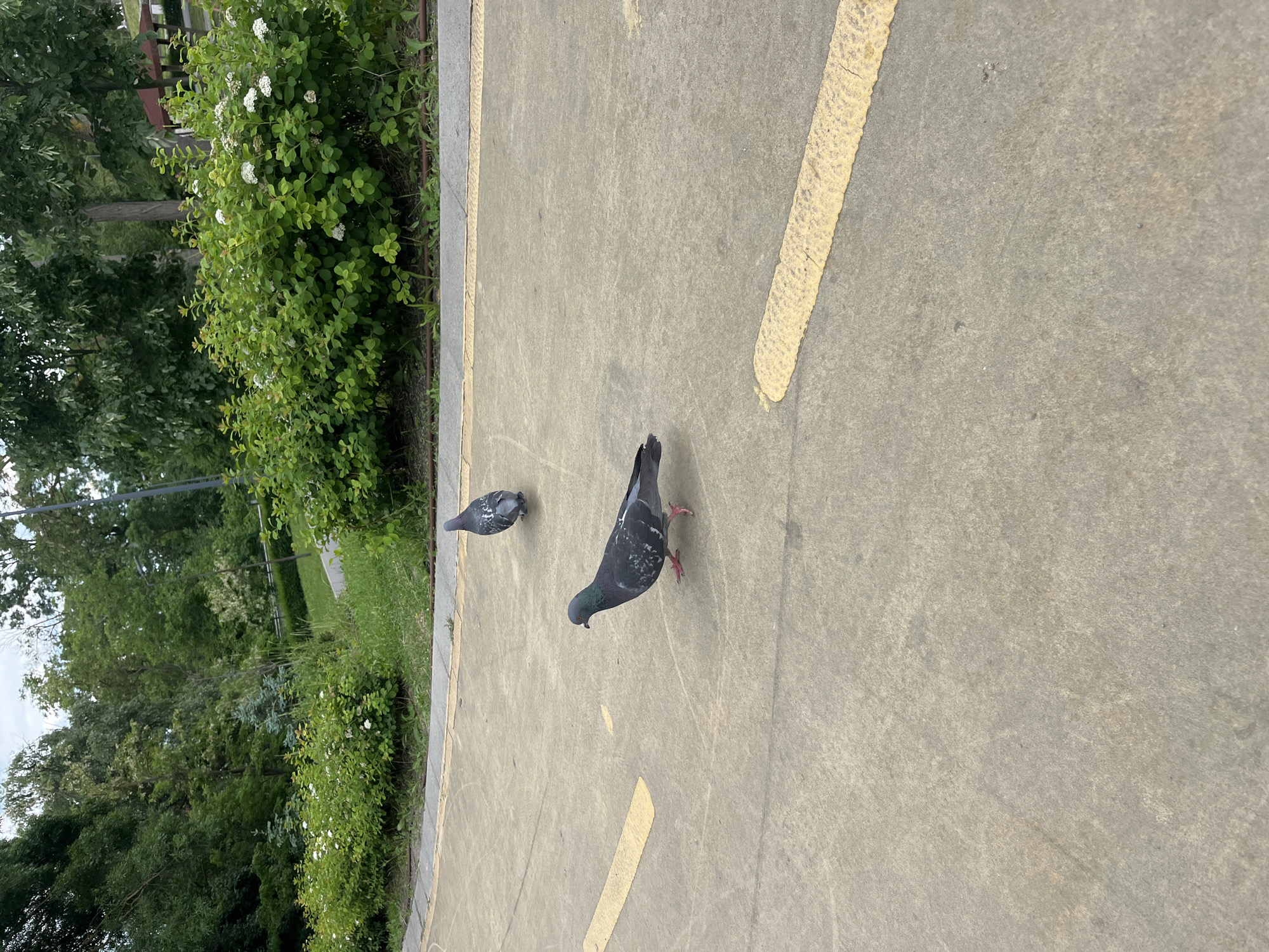 Two pigeons stand on a concrete surface marked with a yellow line. One pigeon is closer to the viewer, facing the right side of the image, while the other is further away, facing left. The concrete area is bordered by a strip of grass and lush green bushes. In the background, there are more trees and a glimpse of a park or green space. The location is likely in Varna, Bulgaria, given the prompt, although specific architectural details are not visible in the image to confirm the location.