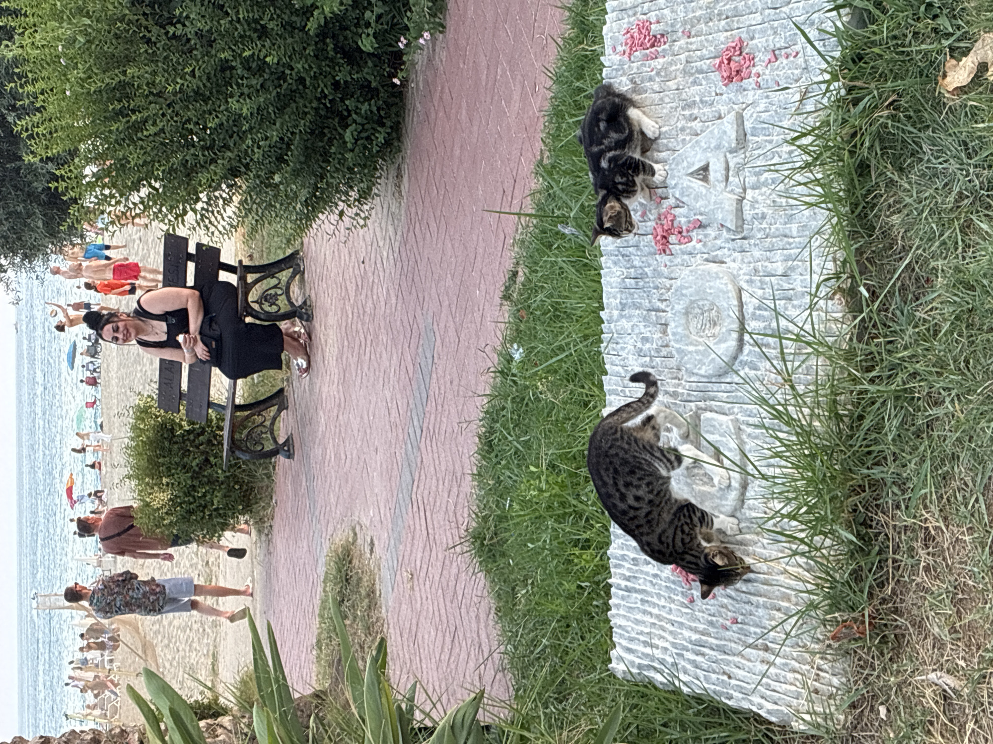 In Alanya, Turkey, on a paved walkway bordering a grassy area and a beach, two cats are eating from a stone carving. A larger, tabby cat is actively eating from the surface of the stone, which has carved letters and scattered pink food. A smaller, dark-colored kitten is also eating from the stone nearby, with pink food around it. In the background, a woman in a black dress sits on a wooden bench. Beyond the bench, people are visible on a sandy beach and in the ocean. The environment is an outdoor public space, likely a park or promenade, with lush green bushes and palm fronds framing the scene.