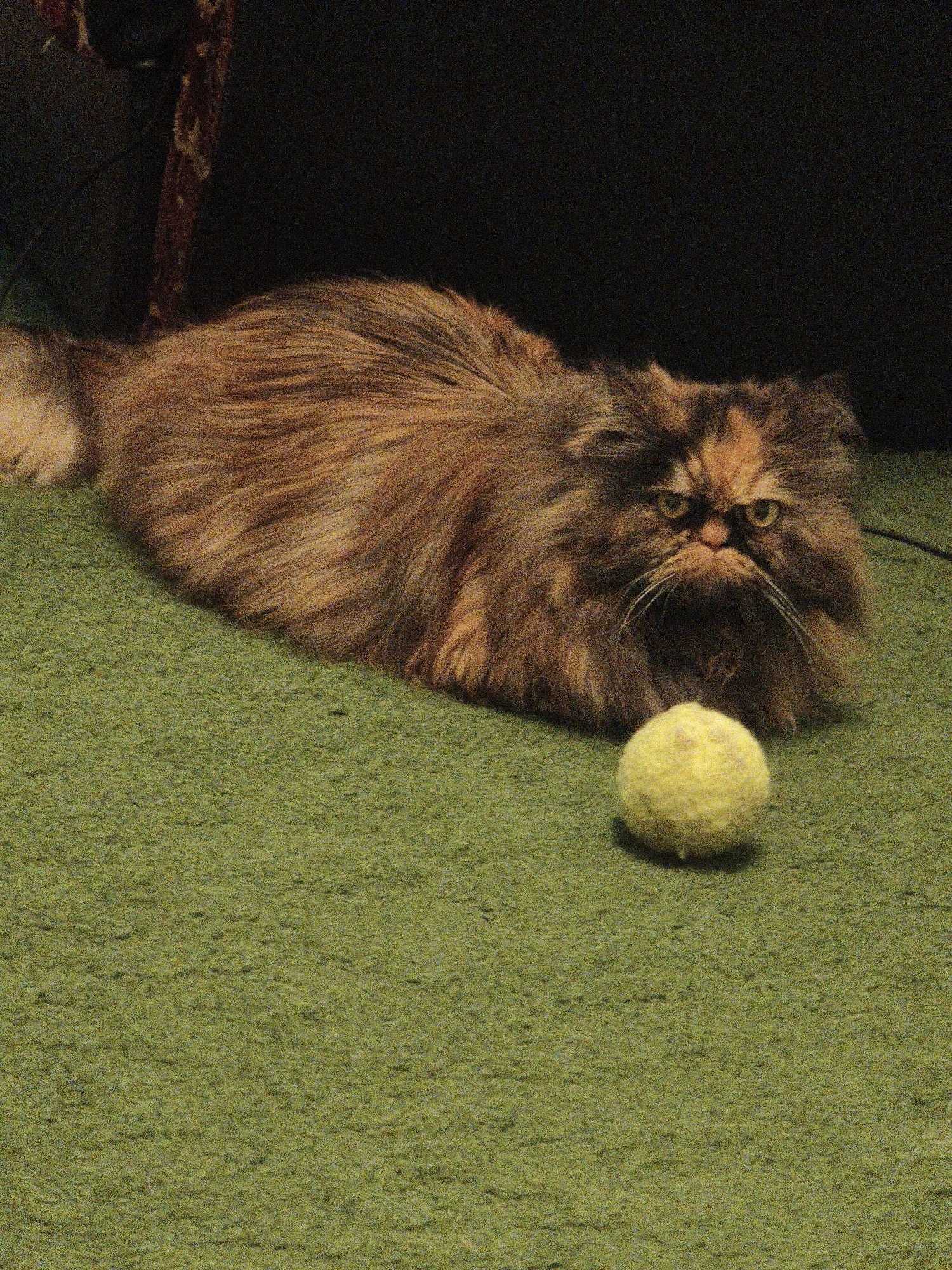 A fluffy, long-haired tortoiseshell cat is lying on a green carpet. The cat has green eyes and is looking directly at the camera. In front of the cat, on the carpet, is a yellow tennis ball. The background is dark and out of focus, with what appears to be part of a wooden object on the left.