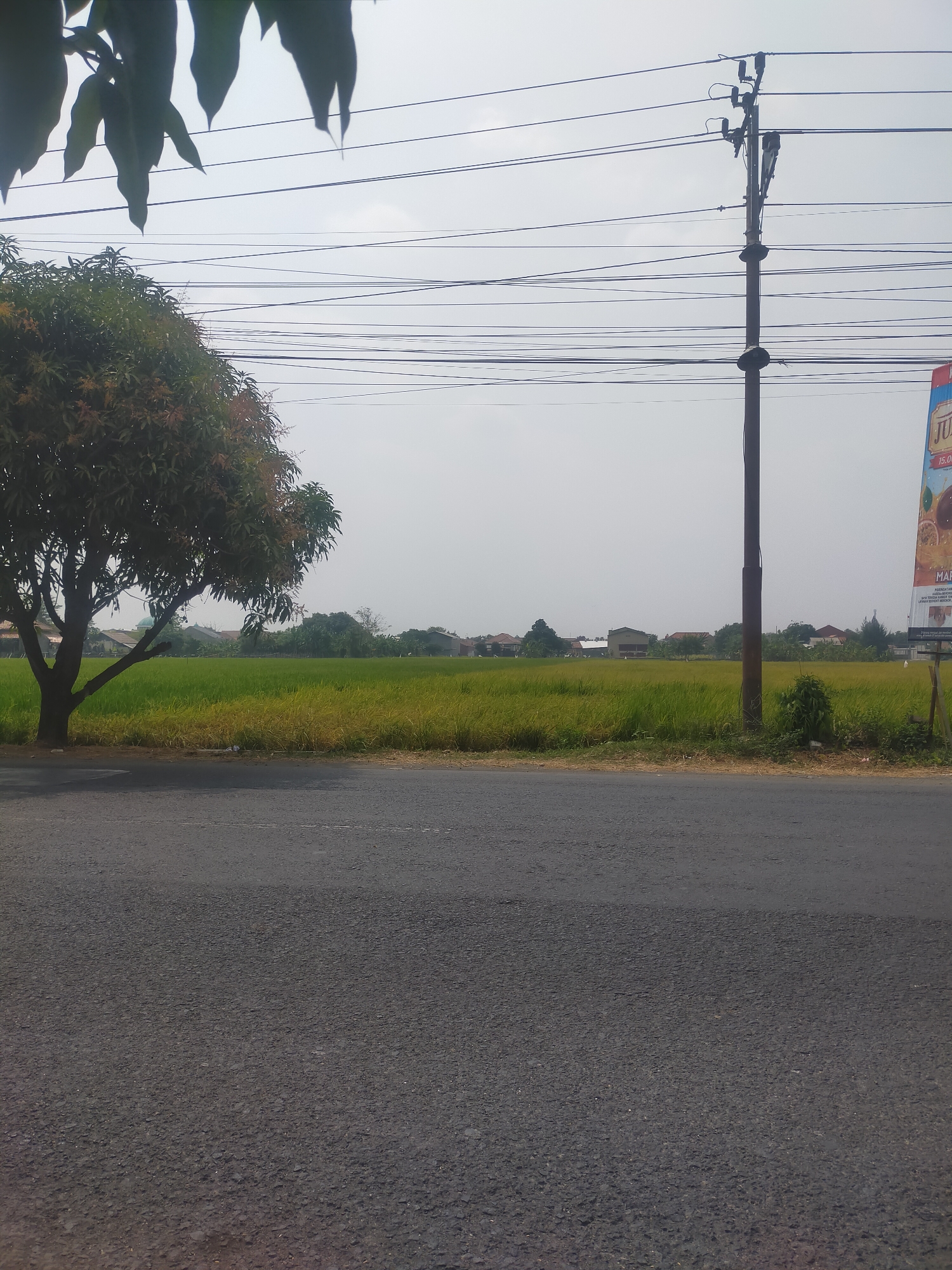 A street scene in Tegalwangi, Indonesia, features an asphalt road in the foreground. To the left, a mature tree with dark foliage and some orange-tinted blossoms stands beside the road. Beyond the tree and road, a vibrant green rice paddy stretches into the distance, dotted with scattered houses and vegetation. A tall wooden utility pole, laden with numerous overhead wires, stands prominently in the middle ground. A portion of a vertical banner with text and graphics is visible on the far right edge of the frame, suggesting a commercial area. The sky is overcast with a pale, hazy light.