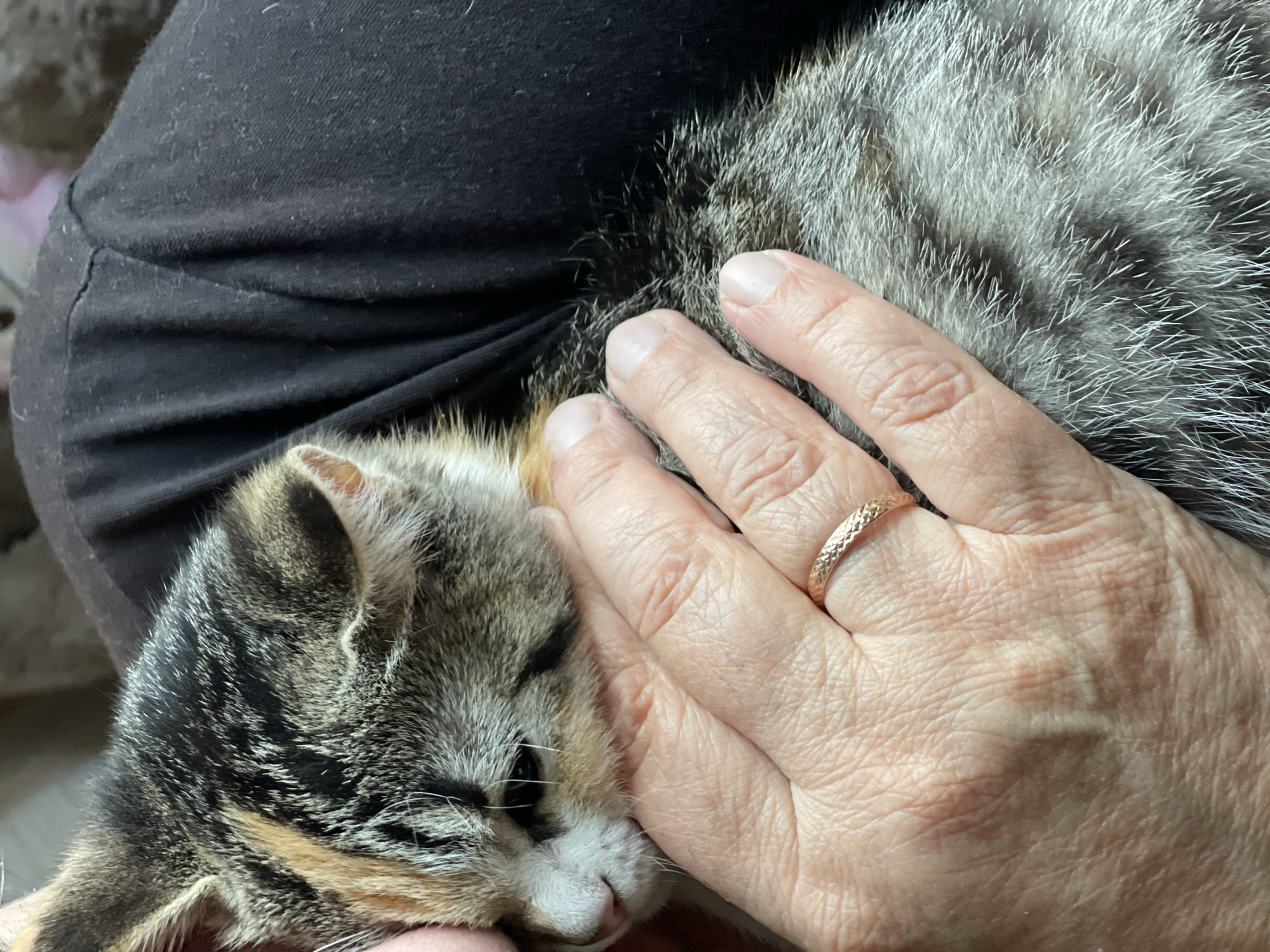 The image shows a close-up of a person's hand gently stroking a tabby kitten. The kitten is nestled against a person's leg, which is covered by black fabric. The kitten's fur is a mix of gray, black, and tan, with distinct tabby markings. Its eyes are closed, suggesting it is relaxed and possibly sleeping. The person's hand is resting on the kitten's back and head, with fingers lightly touching its fur. A thin, rose gold ring with a textured pattern is visible on the ring finger. The scene appears to be indoors, possibly in a home environment. The lighting suggests it could be daytime, but no specific time or weather conditions are discernible. The overall mood conveyed is one of tenderness and affection.