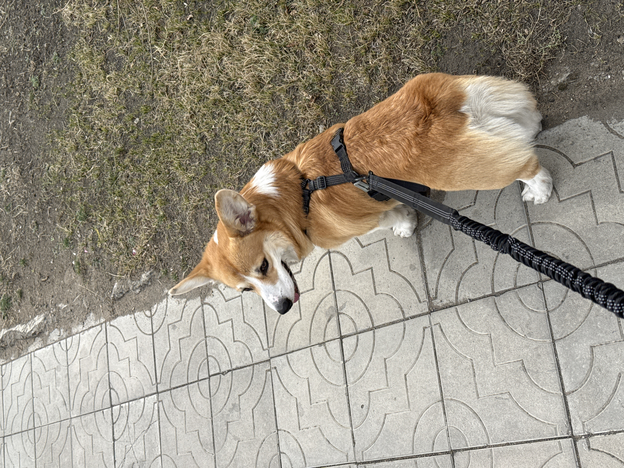 A corgi with a black harness and leash stands on a gray-tiled sidewalk, partially in the grass, likely in Borzya, Russia. The dog is primarily tan with white markings on its head and tail. The leash is black and braided. The sidewalk borders an area of dry grass and dirt. The photo is taken from an overhead perspective.