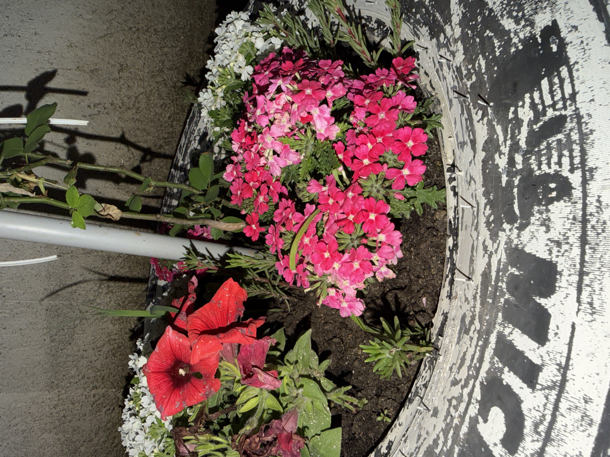An outdoor scene captures a vibrant flower planter made from a repurposed vehicle tire, photographed in low light, likely at night with artificial illumination. The large tire, painted white with black markings and letters showing through, is filled with dark soil.
The planter features an abundance of brightly colored flowers. Dominating the center are clusters of small, fuchsia and pink blossoms, likely Verbena. To the left of these, a mass of small white flowers is visible. In the lower left section of the planter, a prominent large red flower, possibly a Petunia, stands out, surrounded by other red and darker, partially wilted blooms. Various green foliage and small succulent-like plants are interspersed throughout the soil.
Along the inner edge of the tire, several small metal pins or nails are visible. The background consists of a dark, textured surface, possibly concrete or asphalt, with strong, elongated shadows cast by unseen objects, indicating the time of day. A white metal bar or pipe crosses the left side of the frame.
Partially visible black text on the white-painted tire includes the letters "UN" and other fragmented characters, suggesting original tire branding. The scene depicts a creative use of materials for gardening in Dabene, Bulgaria.