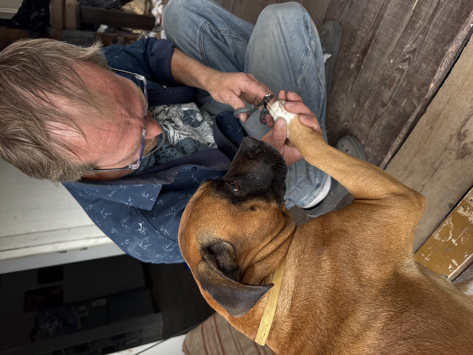 A person is trimming a dog's nails. The person, wearing blue jeans and a patterned blue shirt, is seated on a wooden floor and is holding the dog's paw. The dog, a brown mastiff mix with a yellow collar, is standing and looking up at the person. The setting appears to be indoors, possibly a workshop or garage, with wooden planks forming the floor and walls. The lighting suggests it's daytime. No visible text is present in the image.