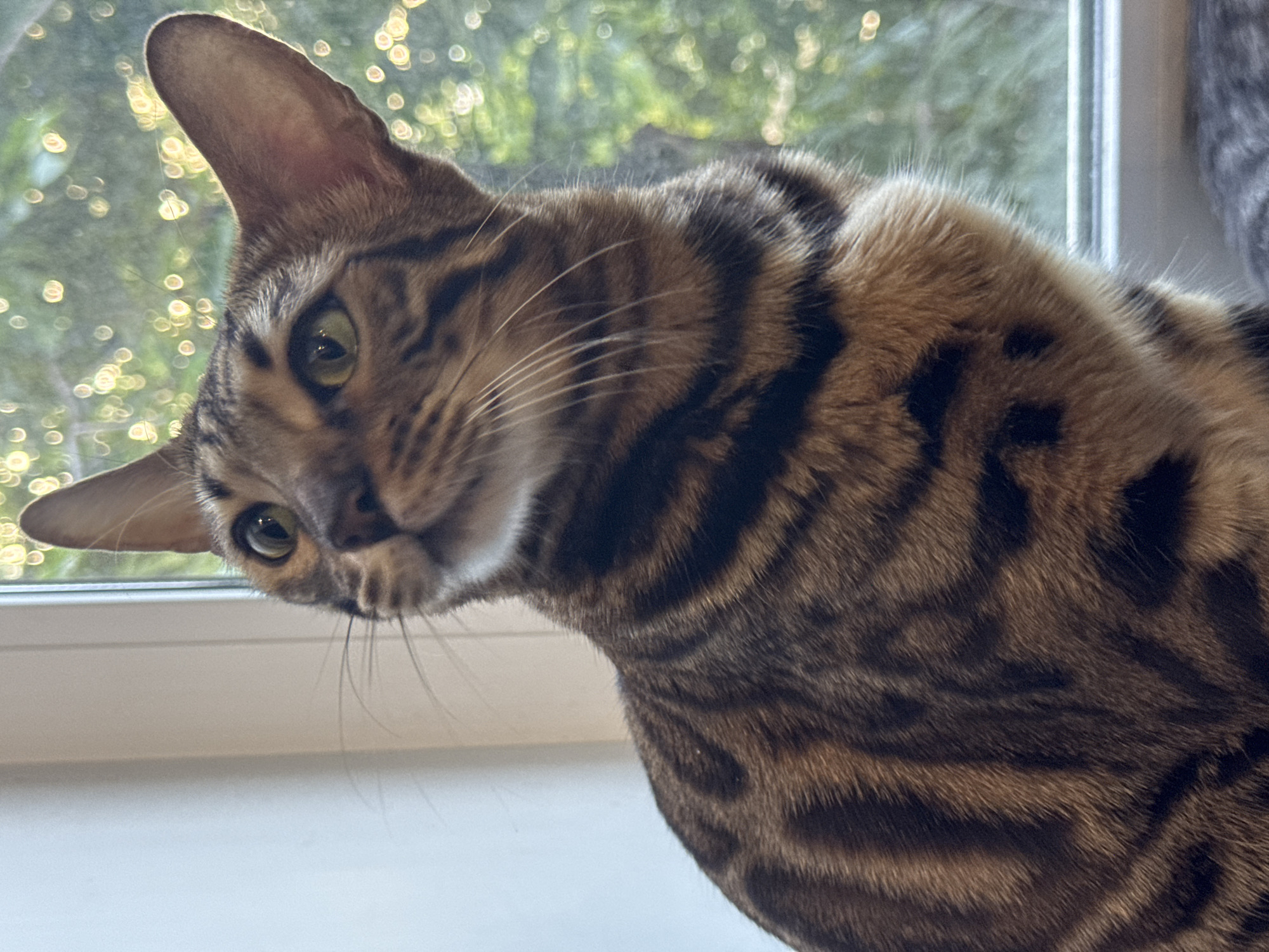 A close-up shot shows a brown Bengal cat with black stripes, tilting its head towards the left. The cat has green eyes and prominent whiskers. The background is blurred, revealing a window with a view of green foliage and what appears to be light bokeh. The cat sits on what looks like a white window sill.